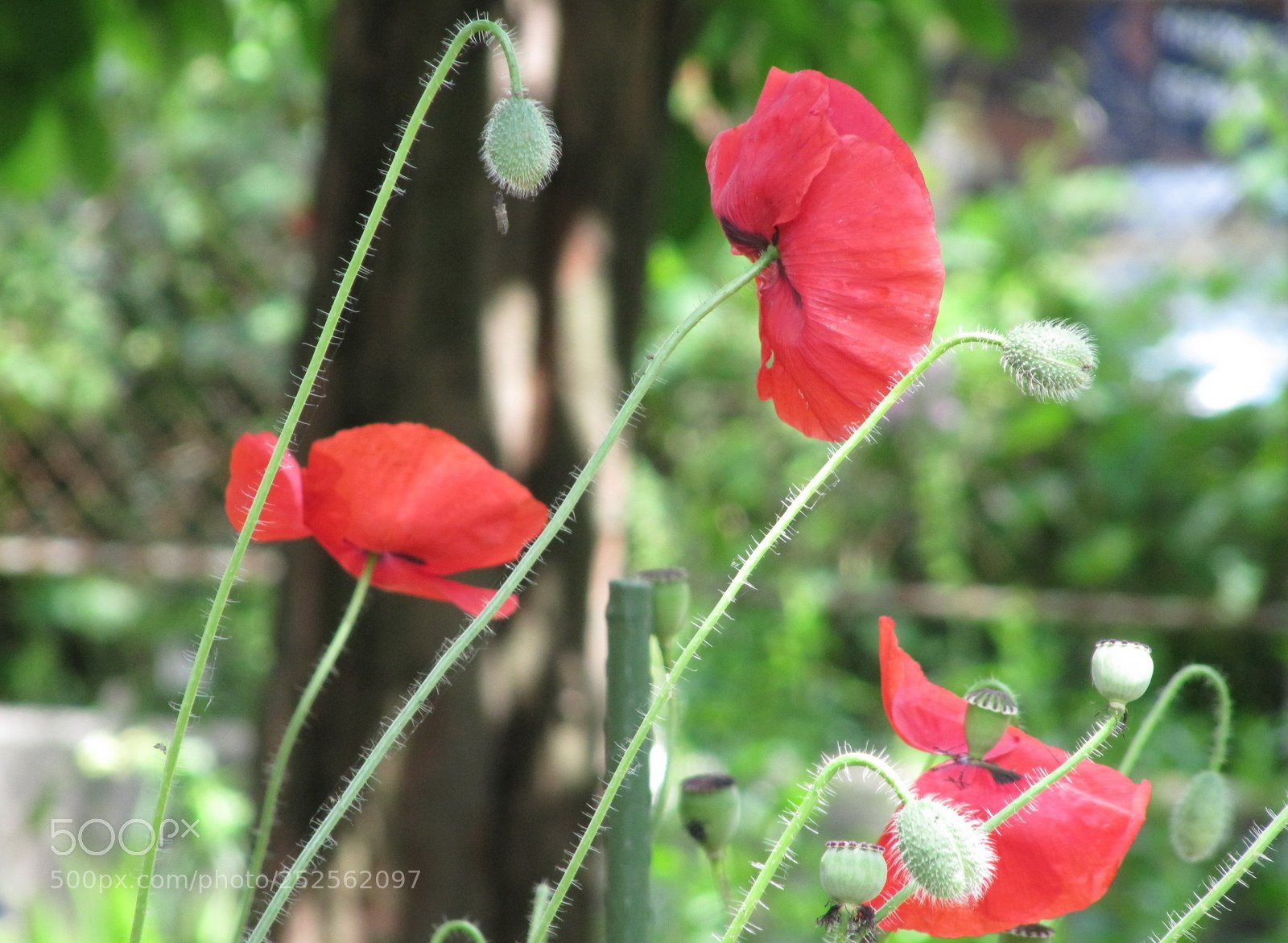 Canon PowerShot SX200 IS sample photo. Cut photography
