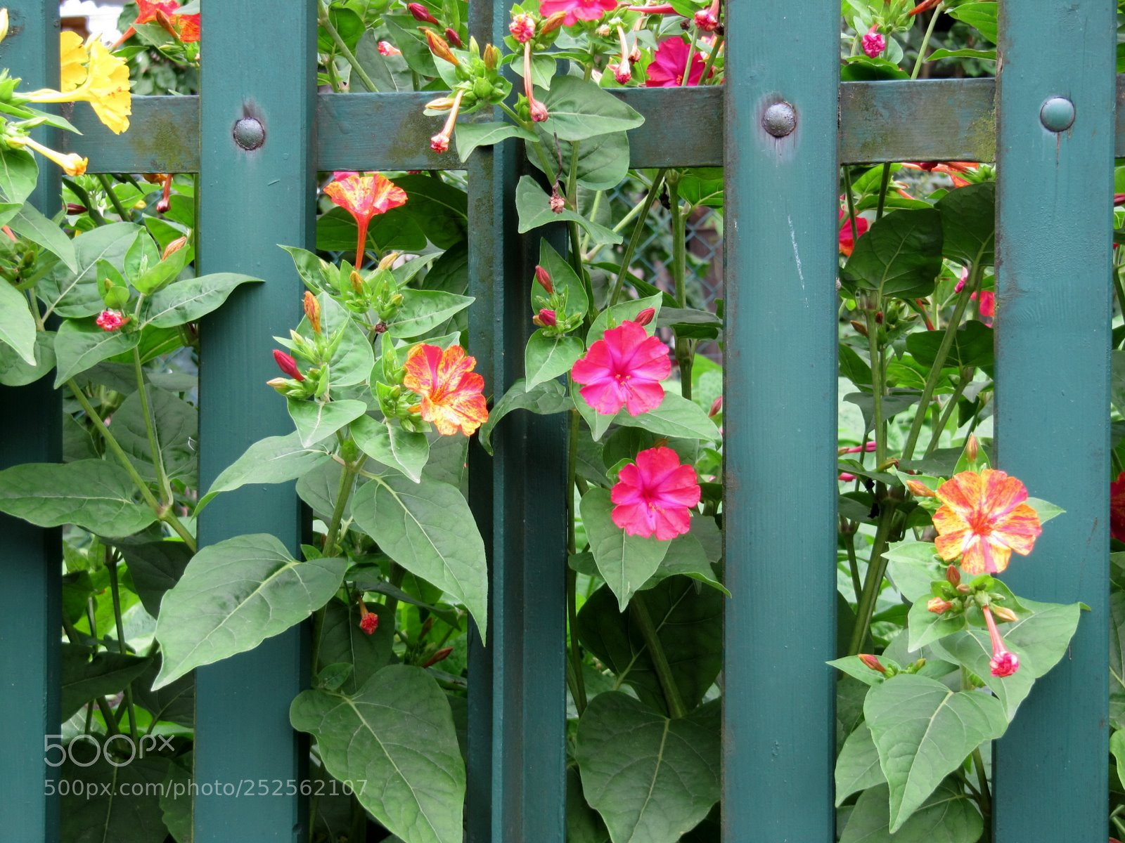 Canon PowerShot SX200 IS sample photo. L photography
