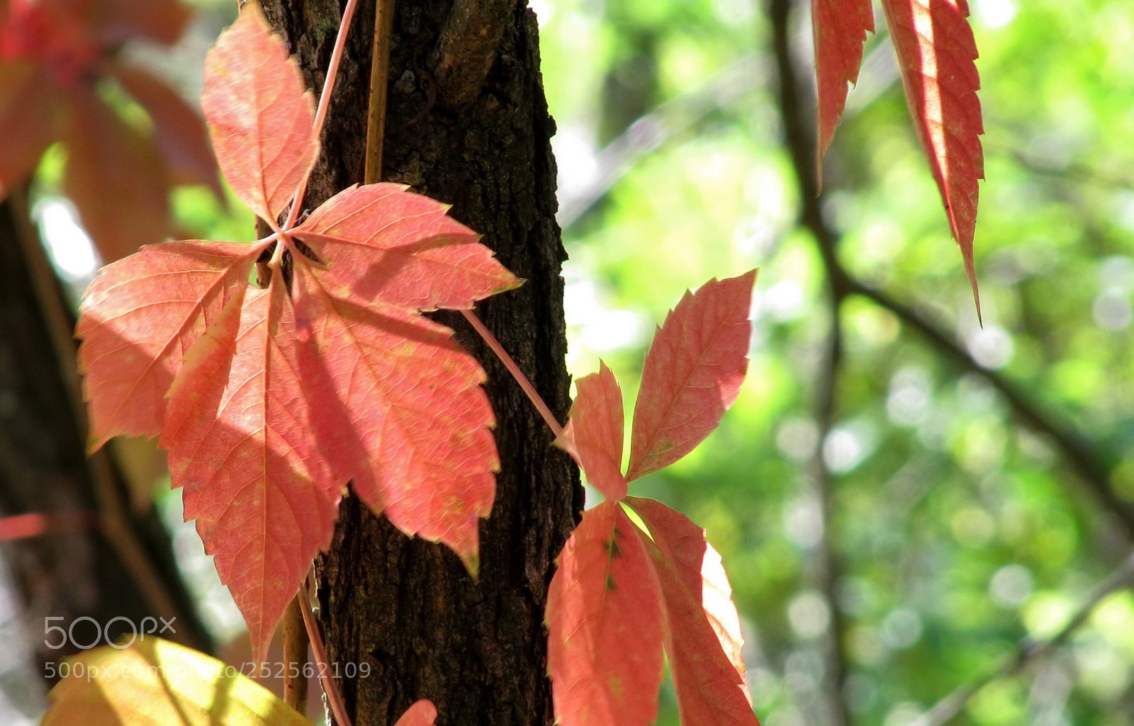 Canon PowerShot SX200 IS sample photo. Lscut photography