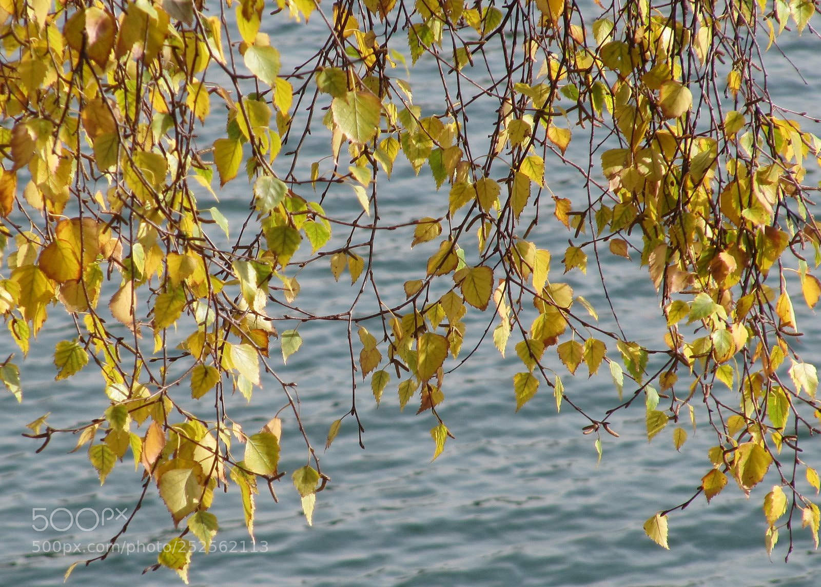 Canon PowerShot SX200 IS sample photo. Cut photography