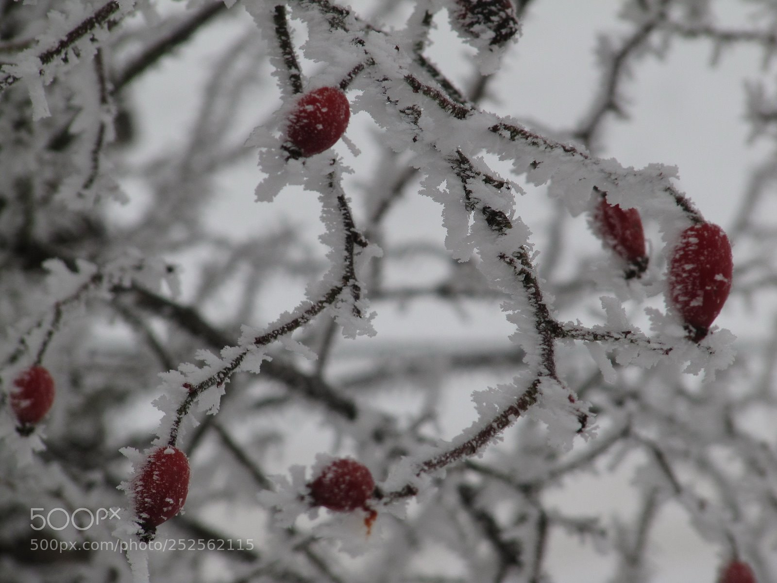 Canon PowerShot SX200 IS sample photo. S photography