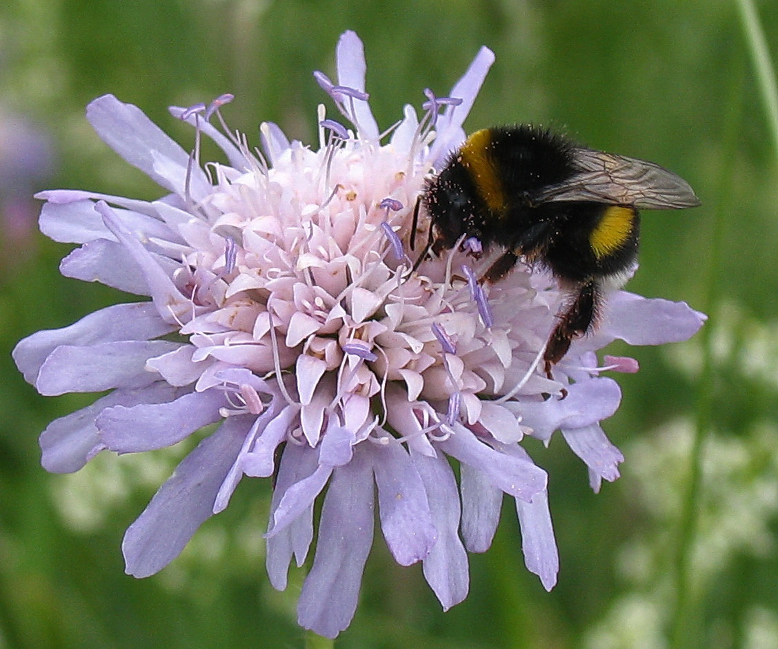 Canon POWERSHOT A75 sample photo. Nectar drink photography