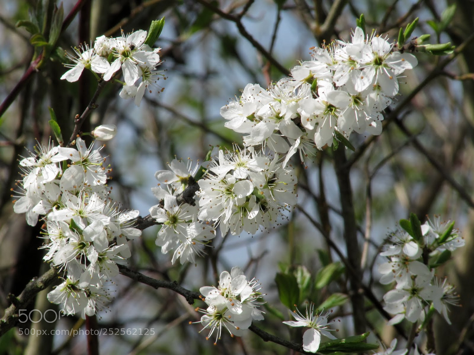 Canon PowerShot SX200 IS sample photo. L photography