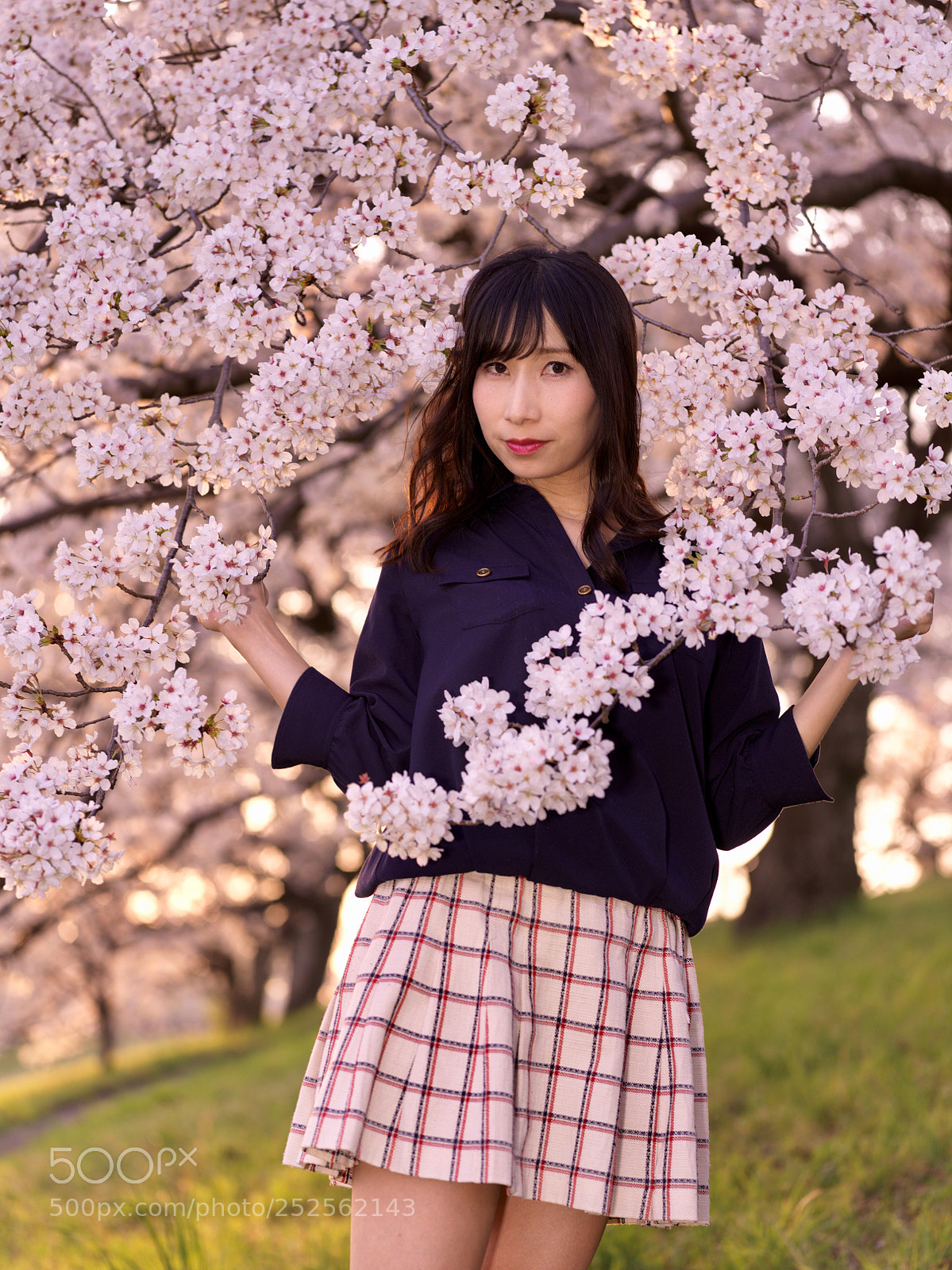 Hasselblad X1D-50c sample photo. Cherry blossoms in the photography