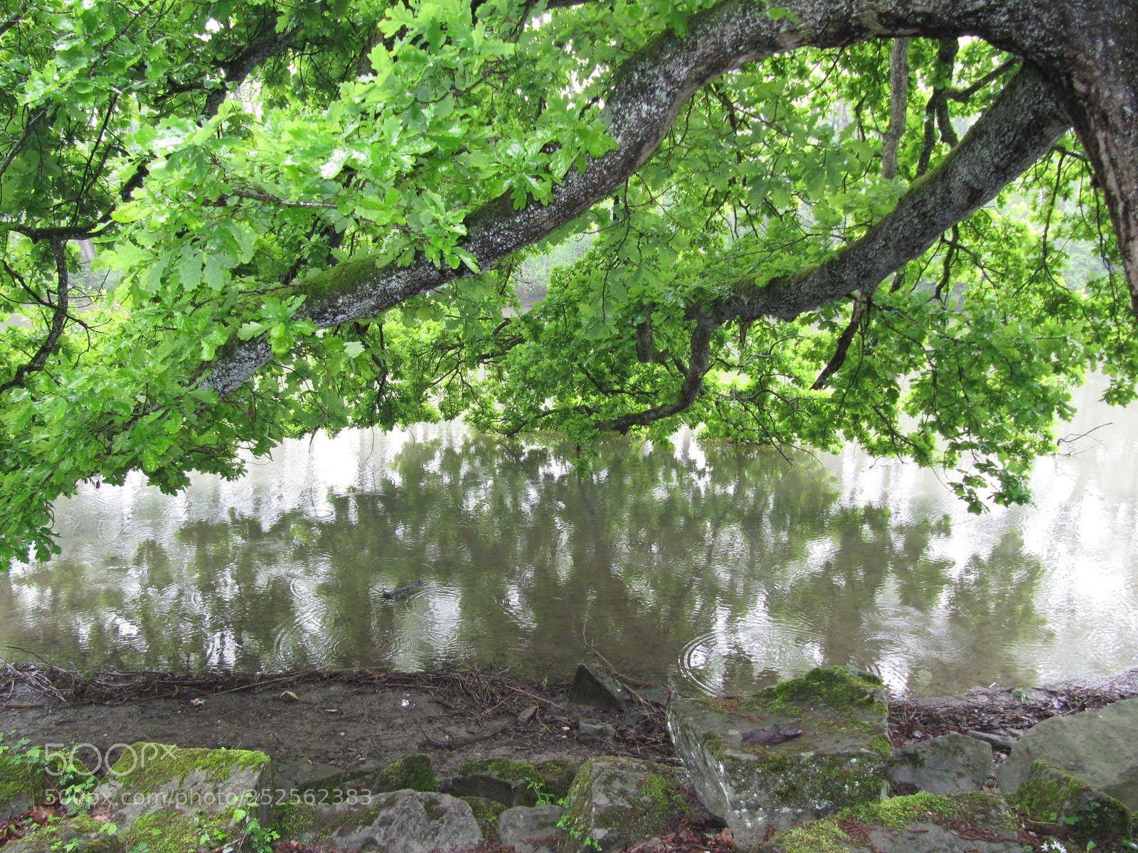 Canon PowerShot SX200 IS sample photo. S photography