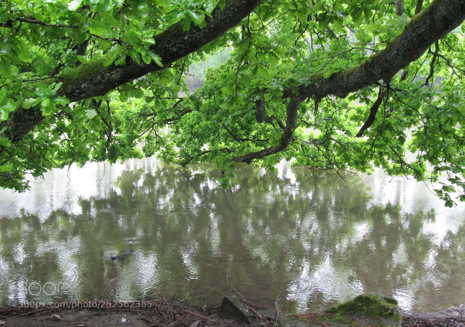 Canon PowerShot SX200 IS sample photo. Cut photography