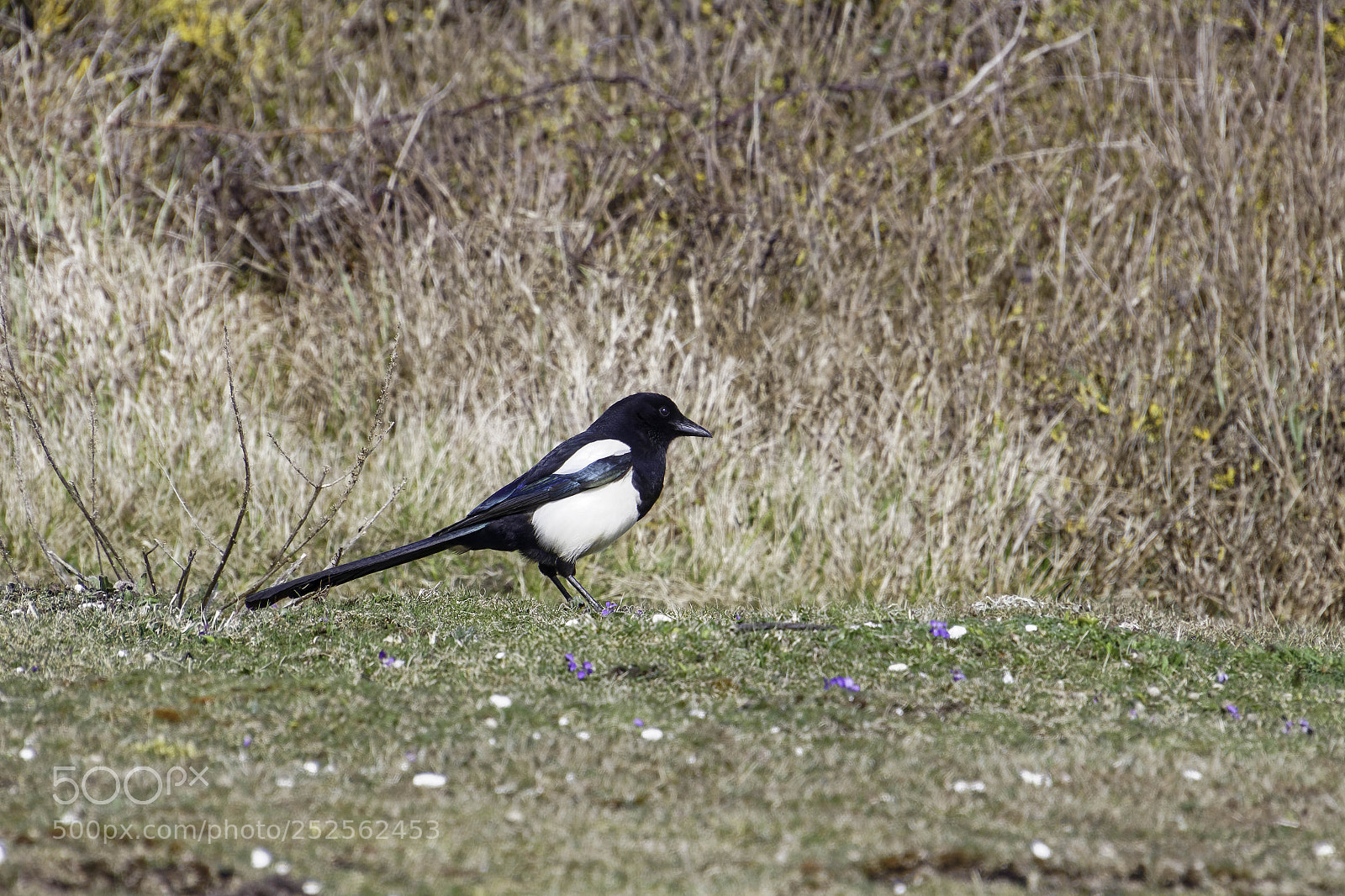 Canon EOS 77D (EOS 9000D / EOS 770D) sample photo. Common magpie at hope photography