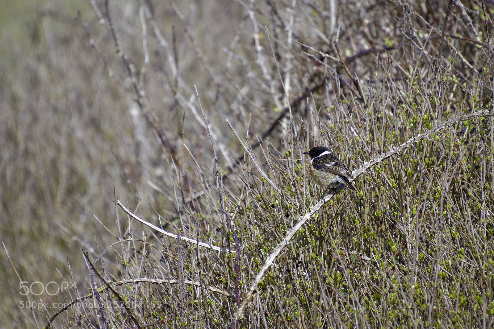 Canon EOS 77D (EOS 9000D / EOS 770D) sample photo. Common stonechat saxicola rubicola photography