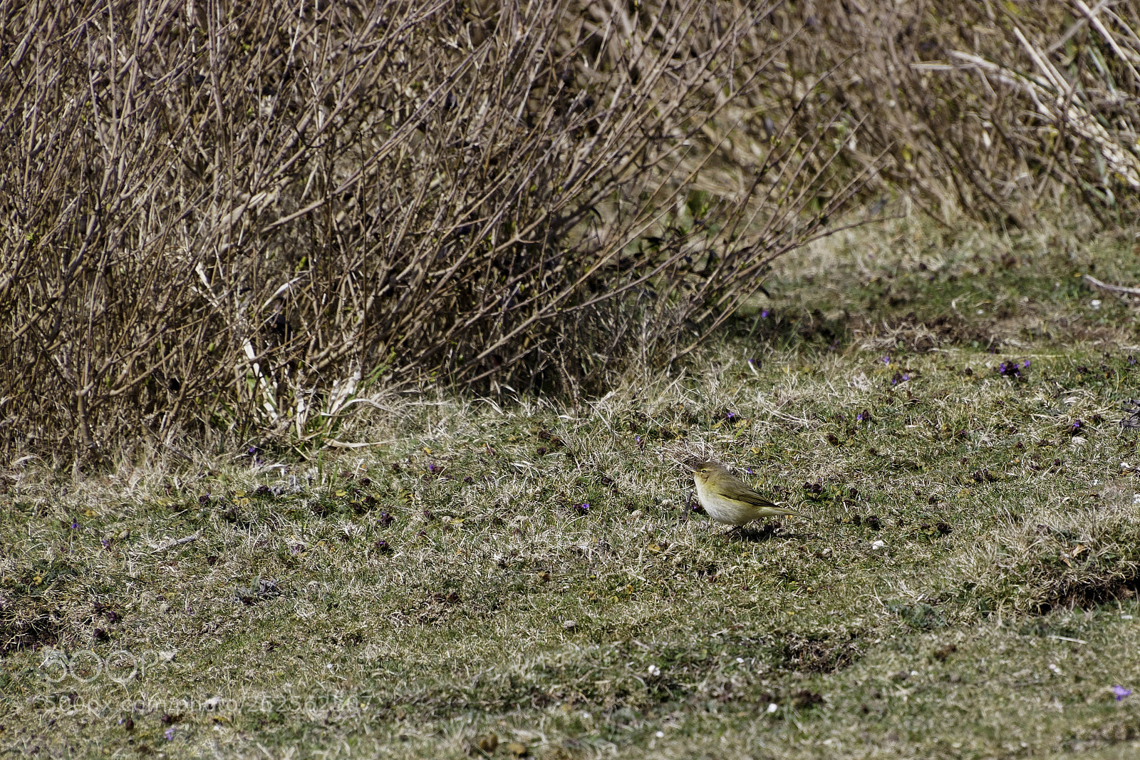 Canon EOS 77D (EOS 9000D / EOS 770D) sample photo. Common chiffchaff phylloscopus collybita photography