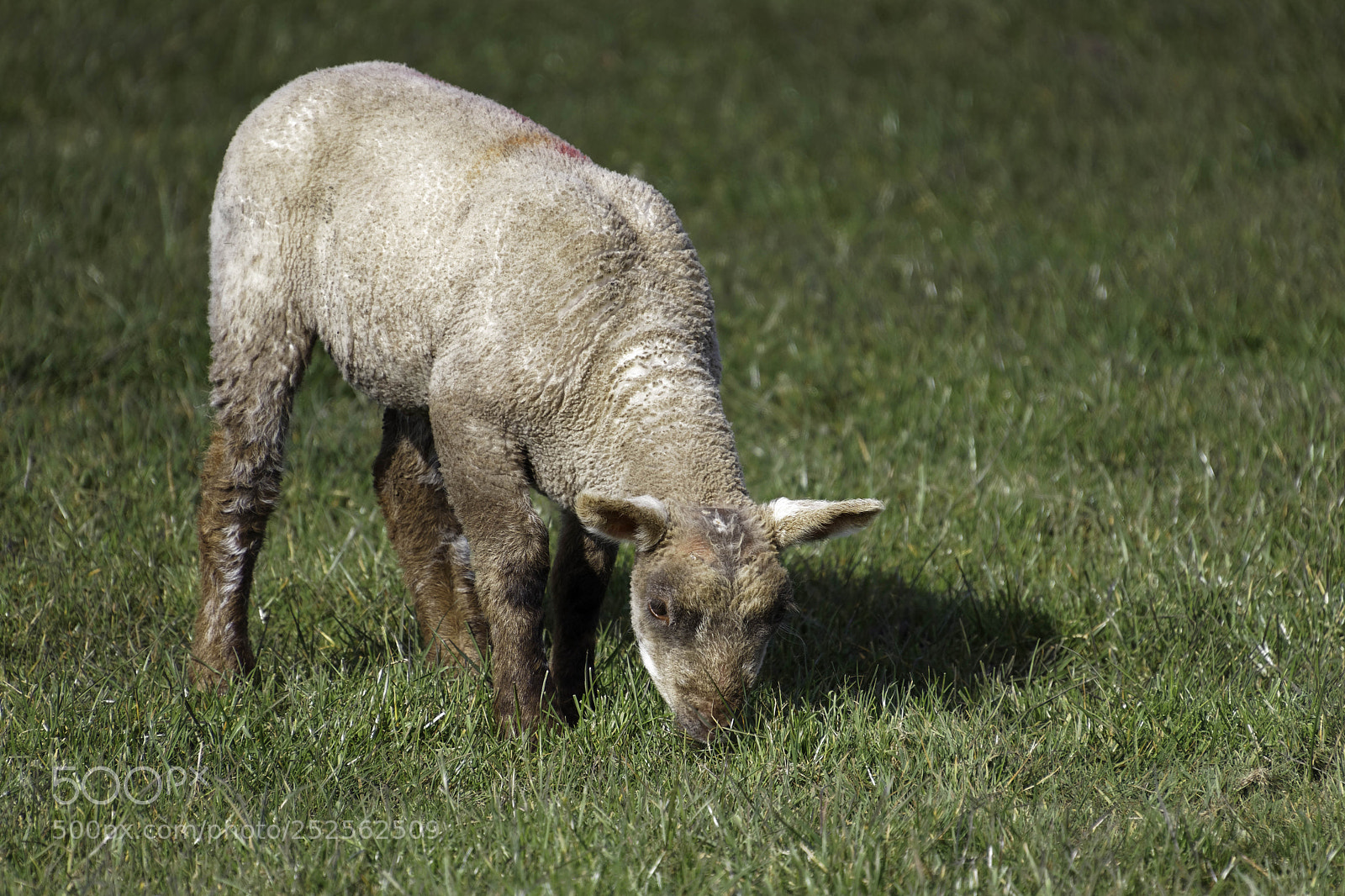 Canon EOS 77D (EOS 9000D / EOS 770D) sample photo. Brown lamb at home photography