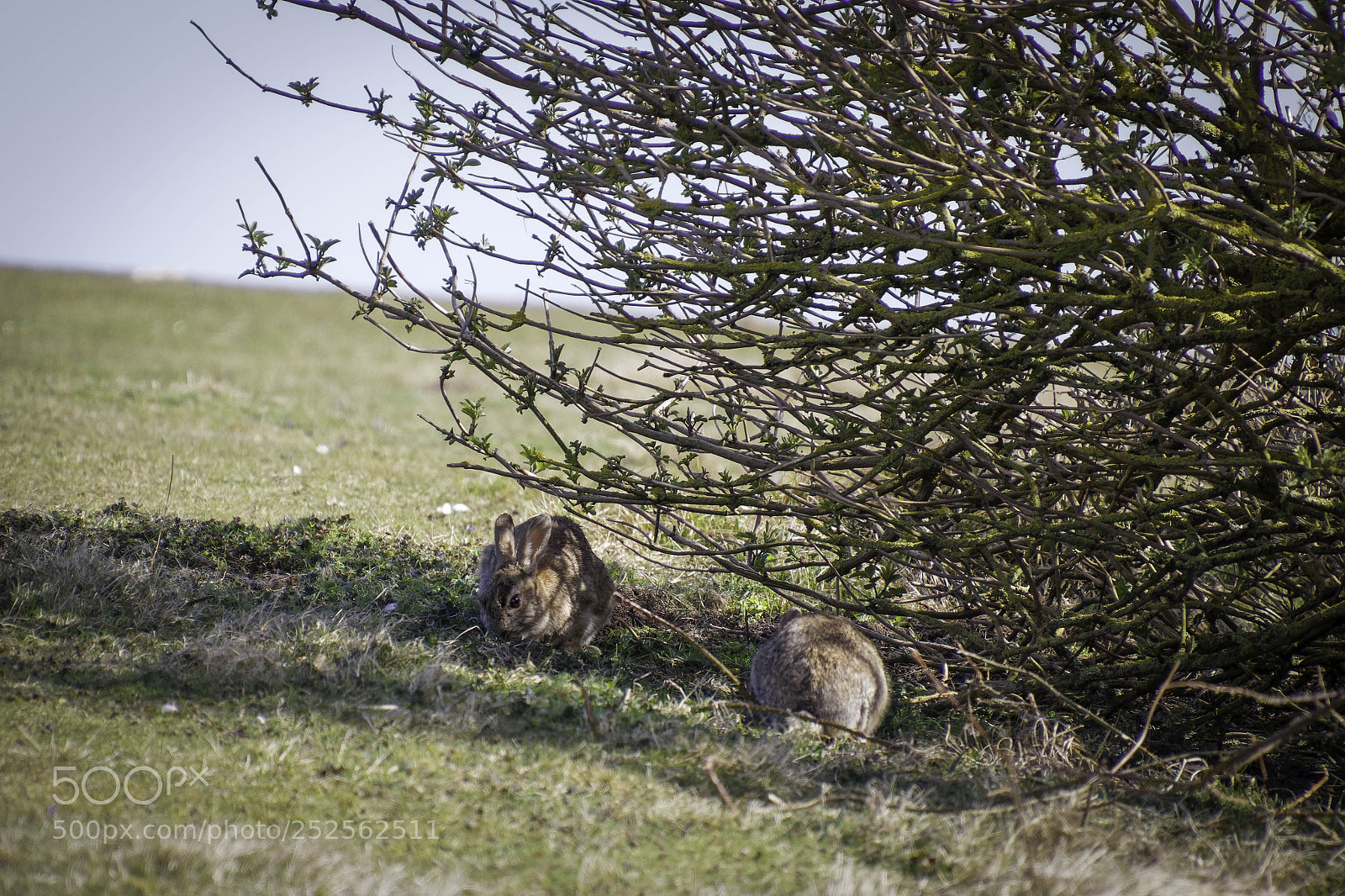 Canon EOS 77D (EOS 9000D / EOS 770D) sample photo. European hares lepus europaeus photography