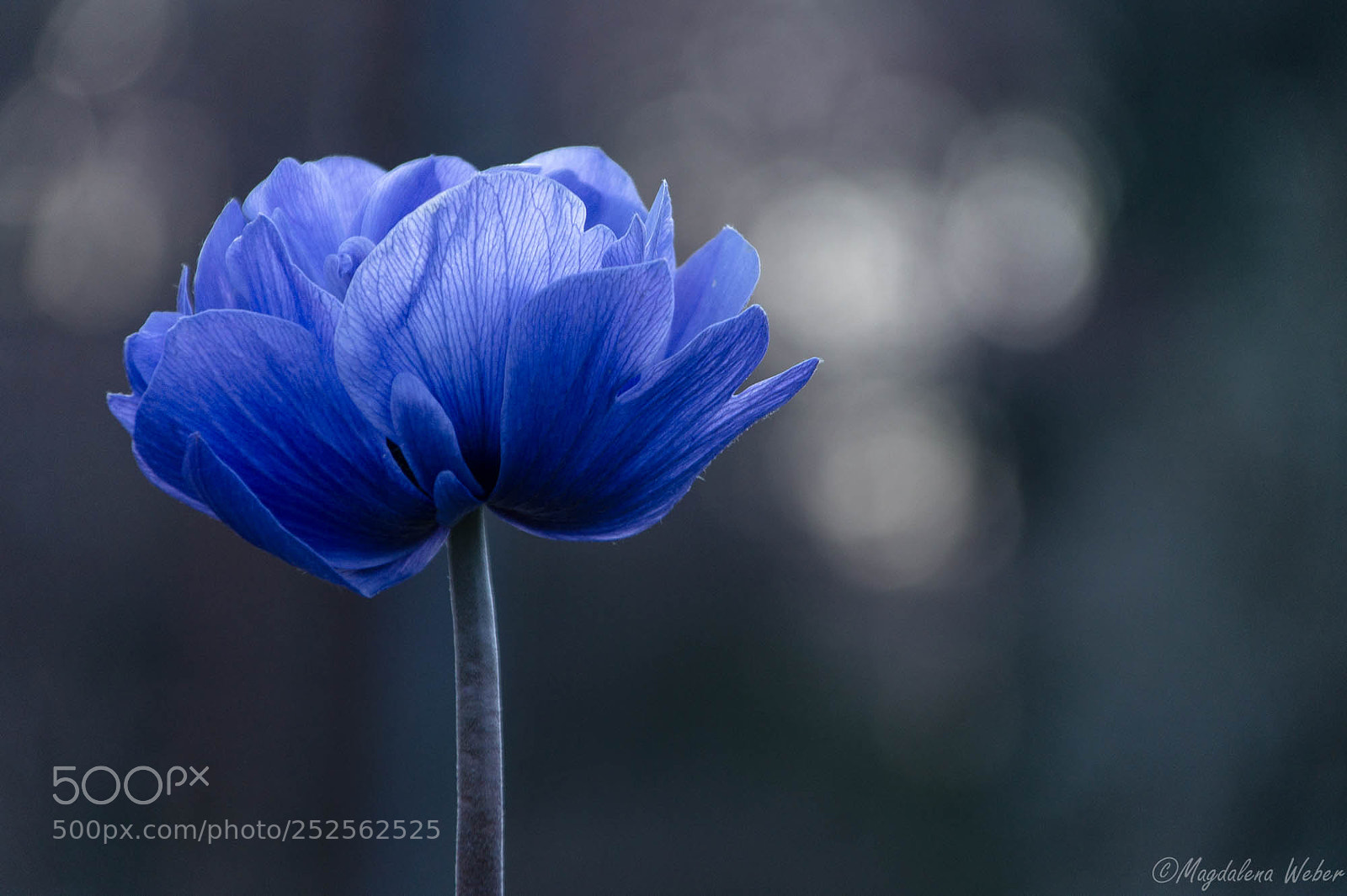 Sony SLT-A58 sample photo. Blue dream photography
