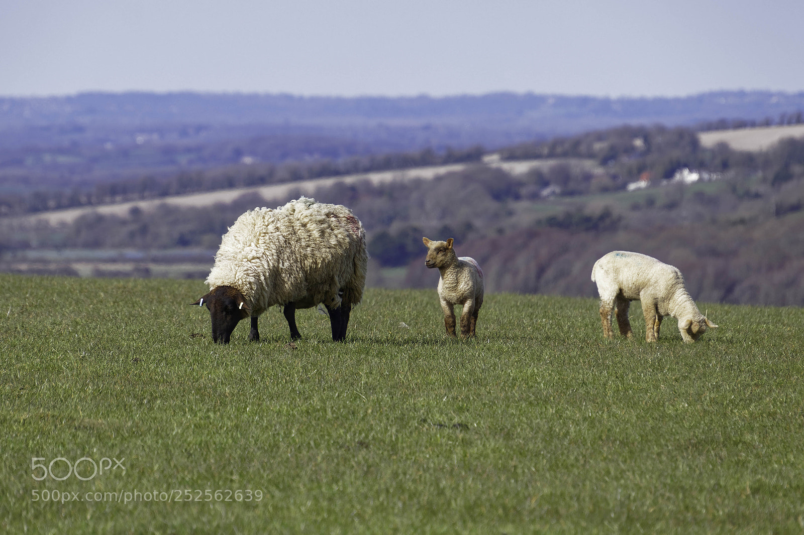 Canon EOS 77D (EOS 9000D / EOS 770D) sample photo. Sheep at home on photography