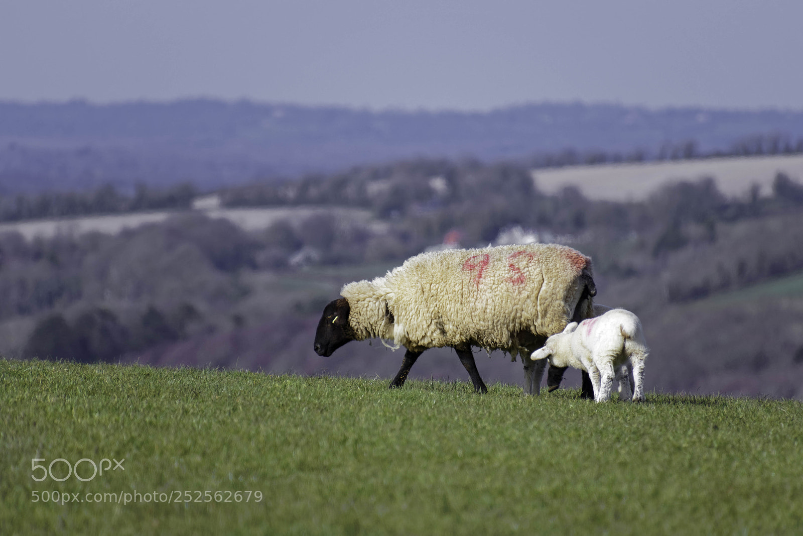 Canon EOS 77D (EOS 9000D / EOS 770D) sample photo. Sheep at home on photography
