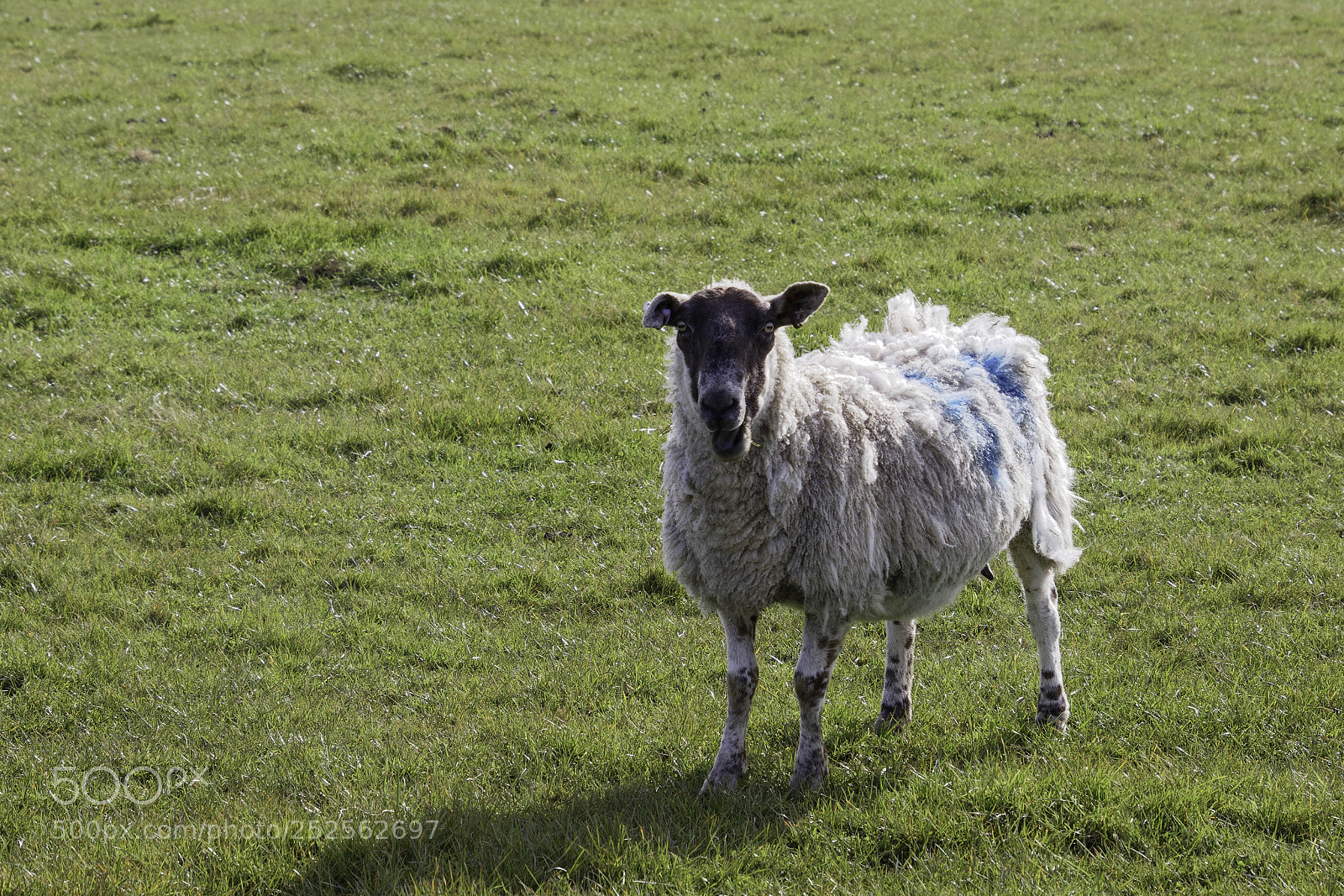 Canon EOS 77D (EOS 9000D / EOS 770D) sample photo. Sheep at home on photography