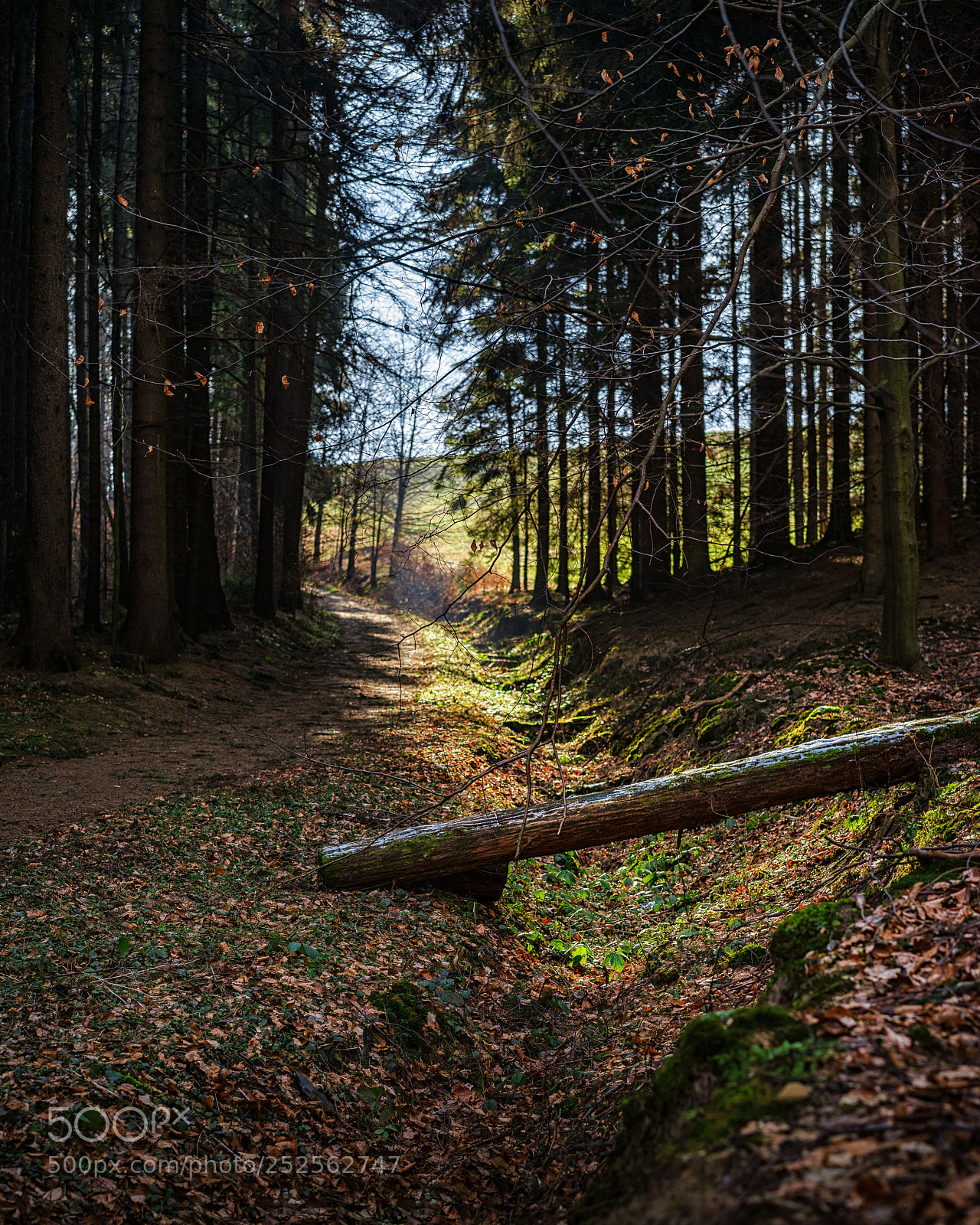 Sony a7 sample photo. Follow the light photography