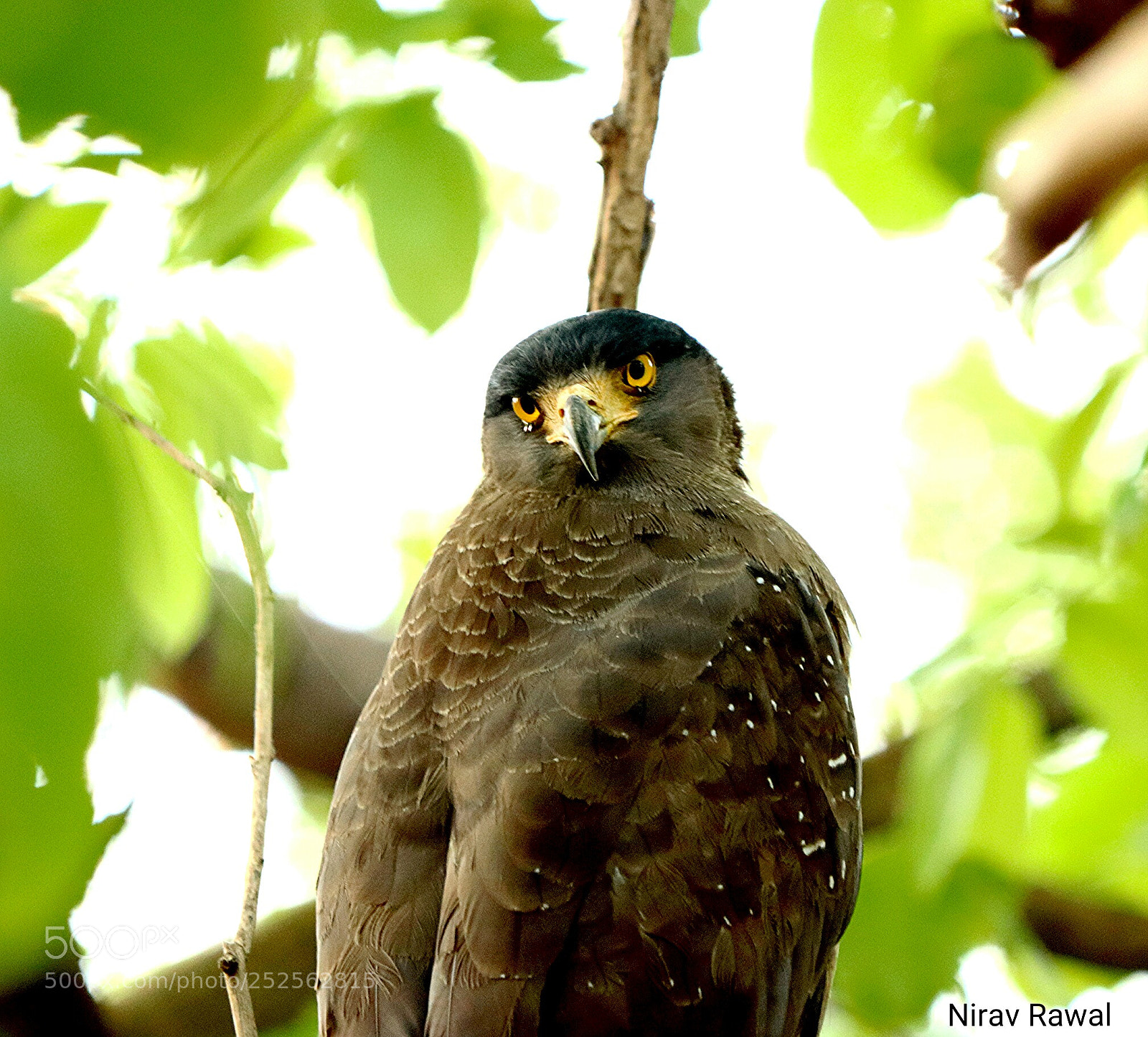 Canon EOS 77D (EOS 9000D / EOS 770D) sample photo. Crested serpent eagle photography