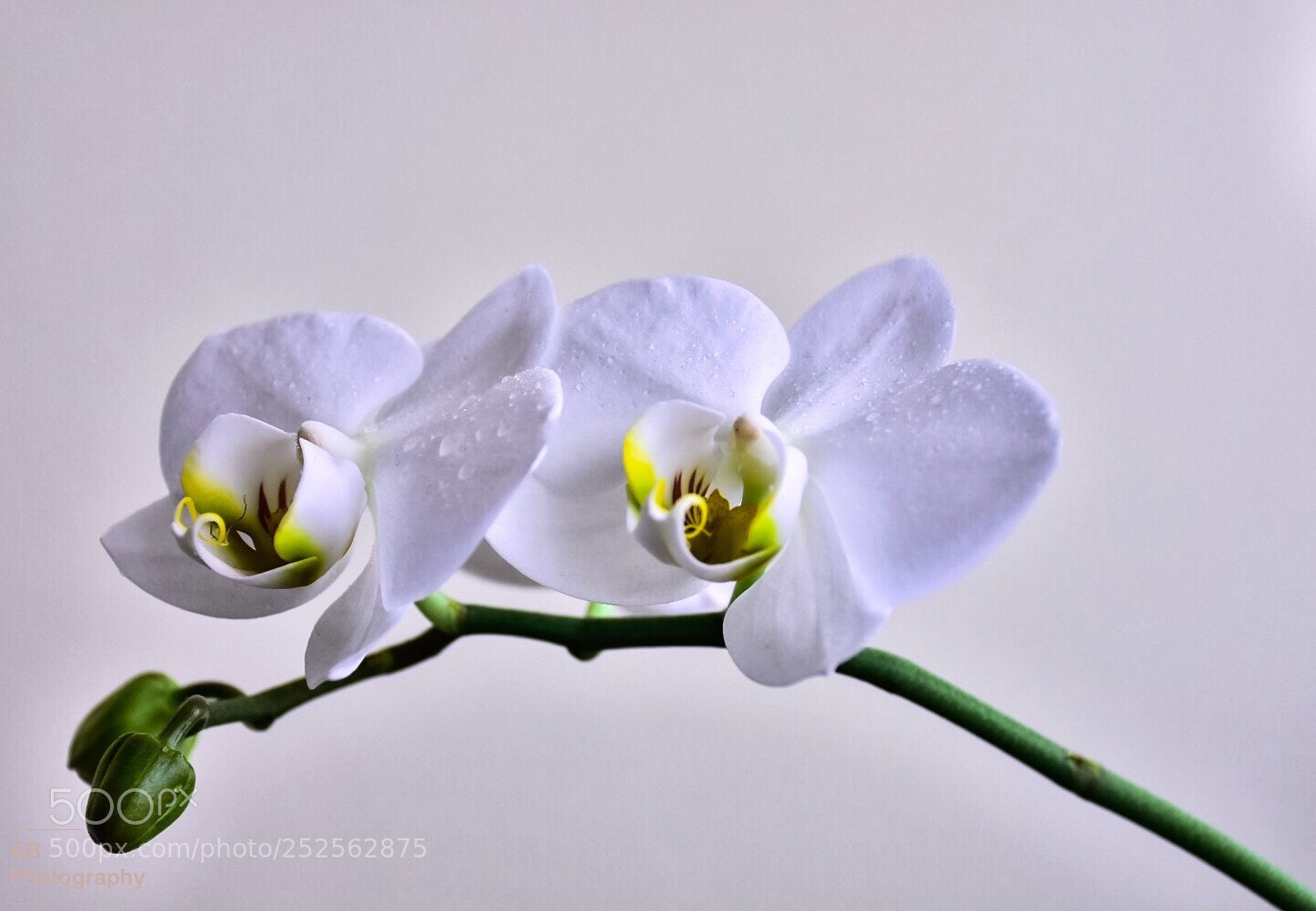 Nikon D7200 sample photo. Orchid photography