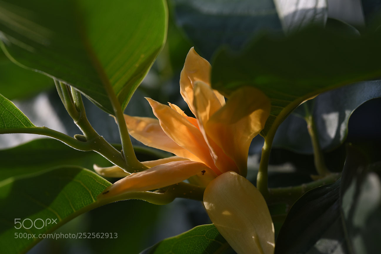 Nikon D810 sample photo. Champaka photography