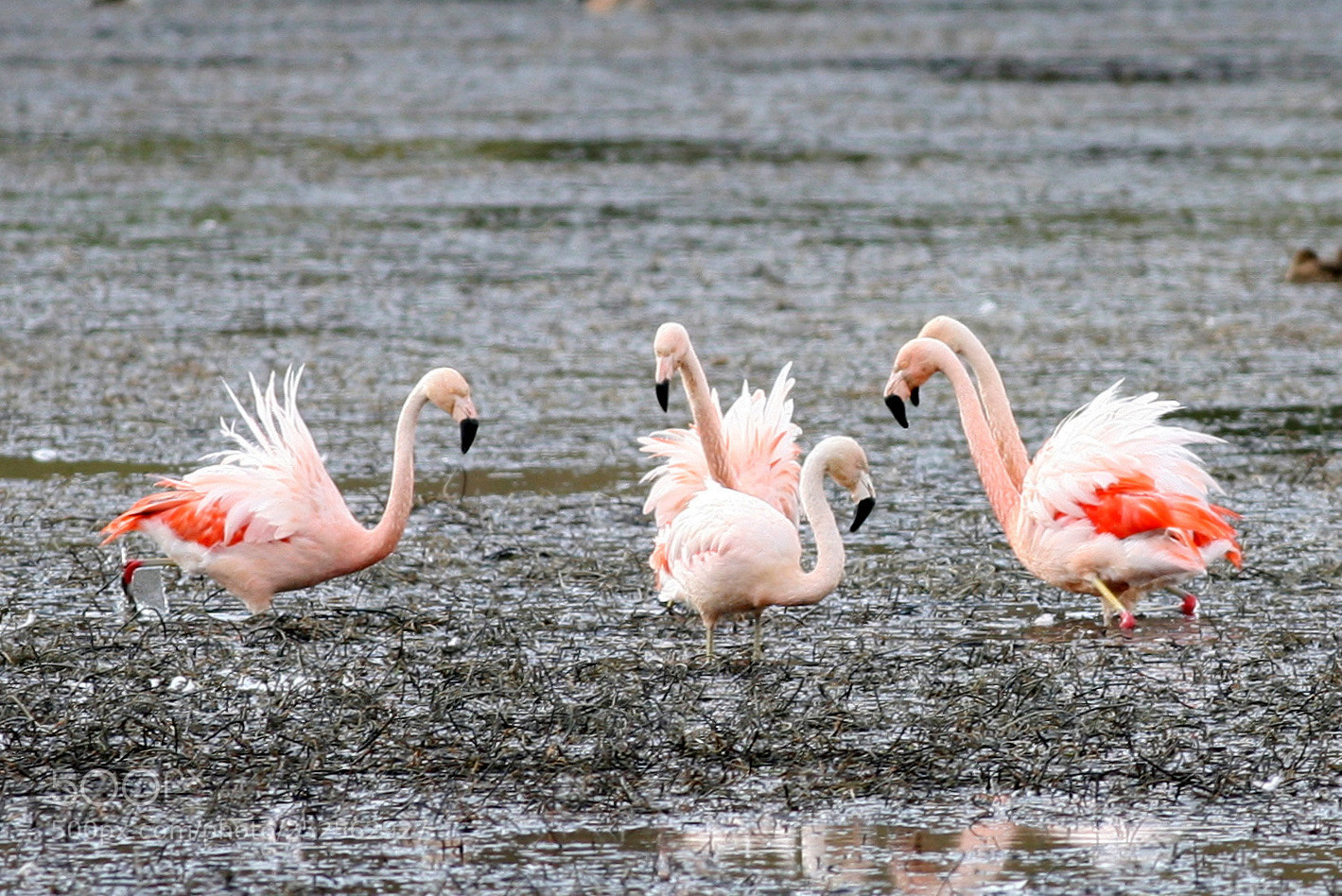 Canon EOS 5D sample photo. Flamencos photography