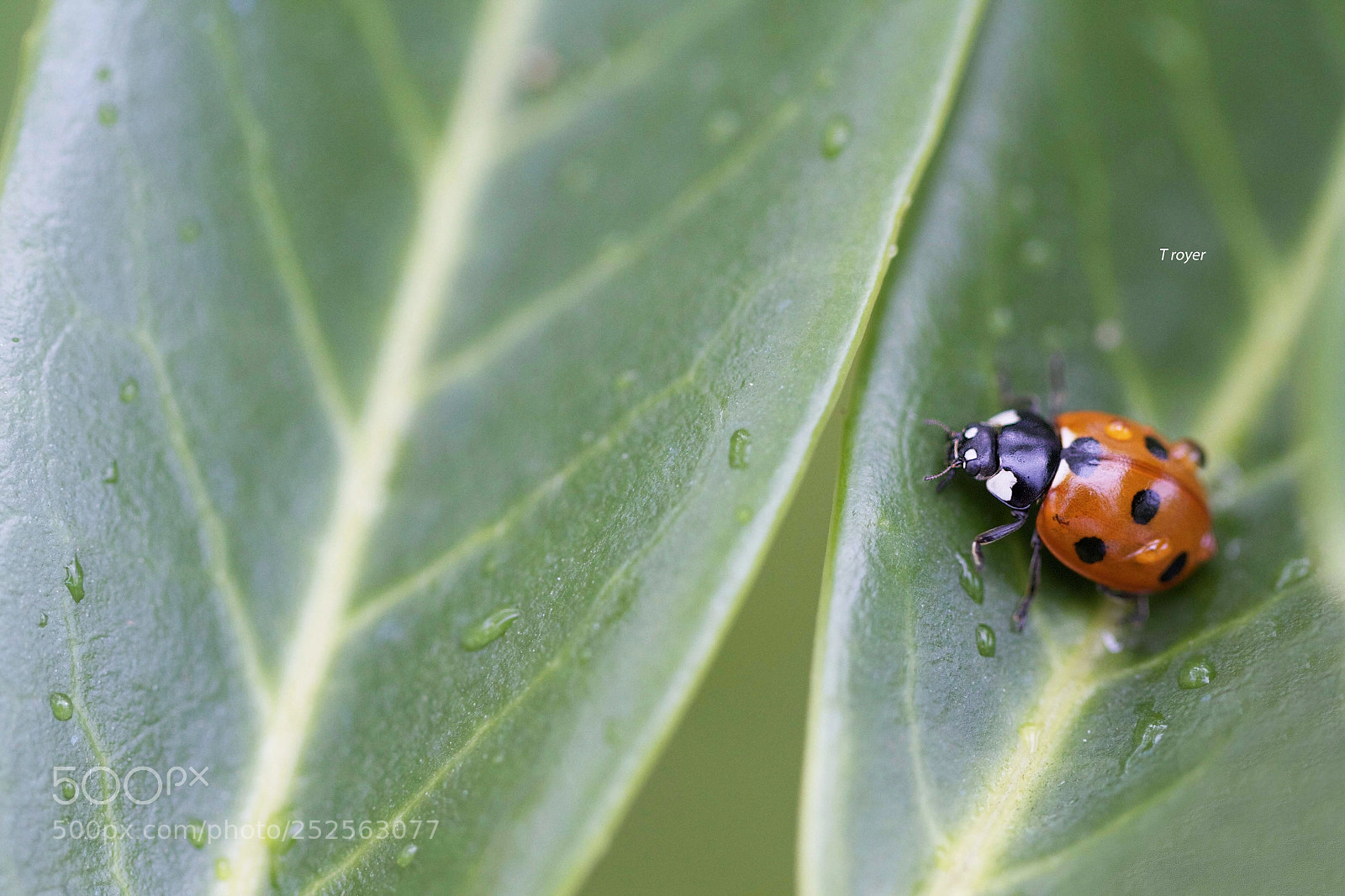 Canon EOS 7D sample photo. Red point photography