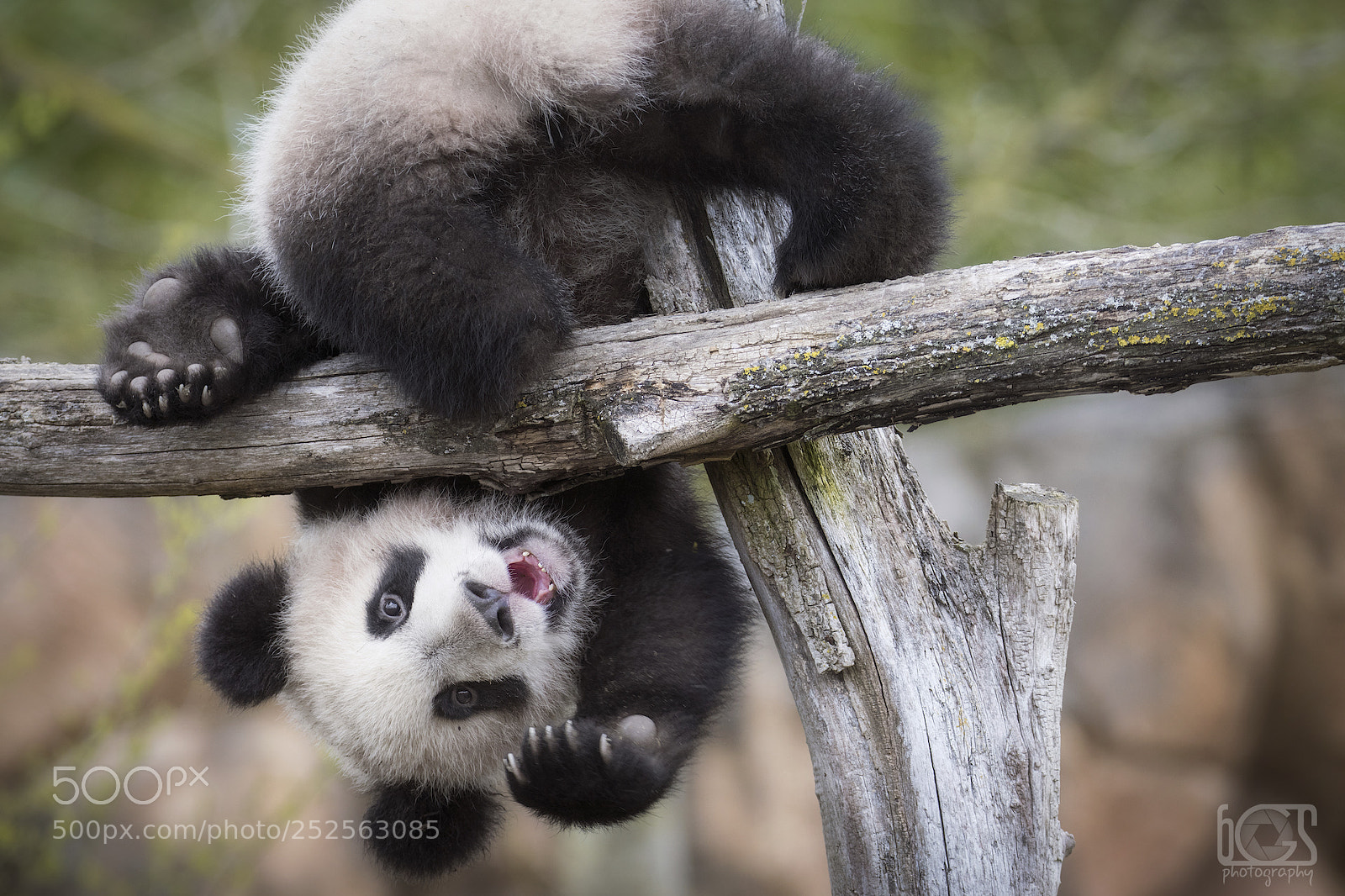 Canon EOS 5D Mark IV sample photo. Panda upside down photography