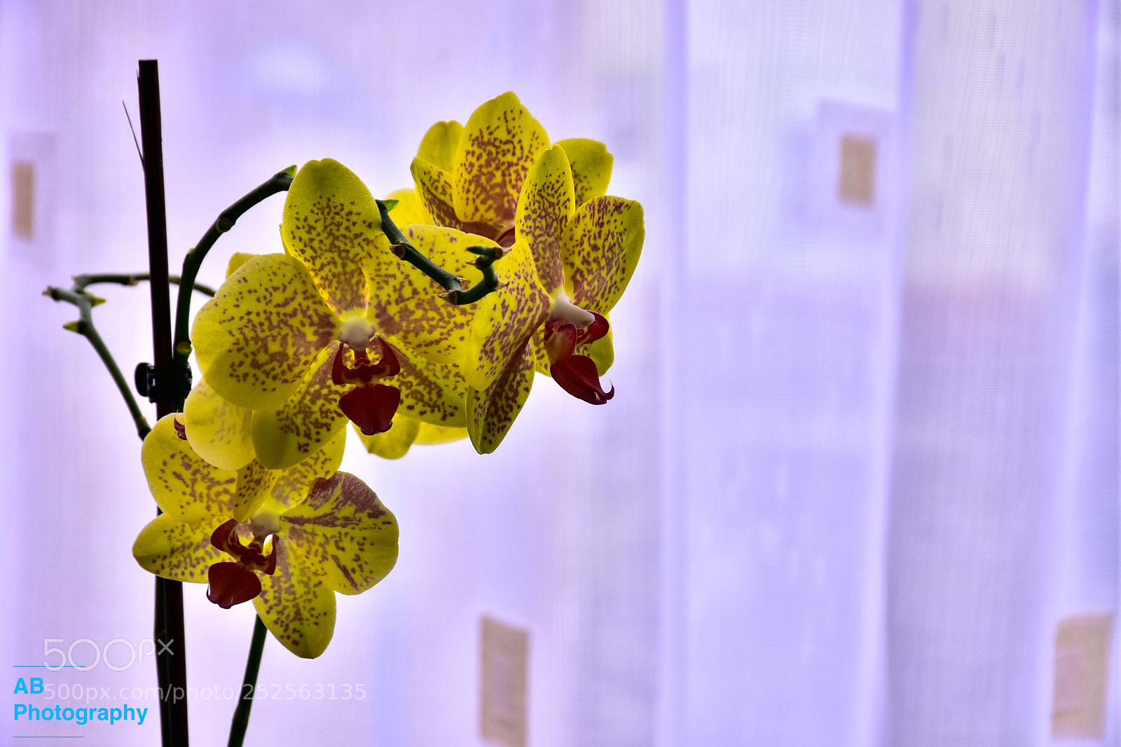 Nikon D7200 sample photo. Orchid photography