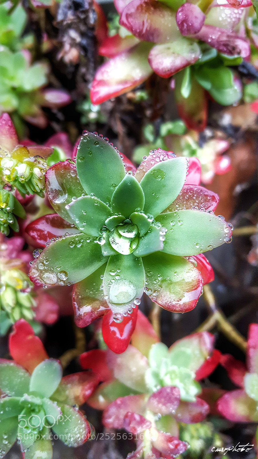 Samsung Galaxy S6 sample photo. Beutiful in nature photography