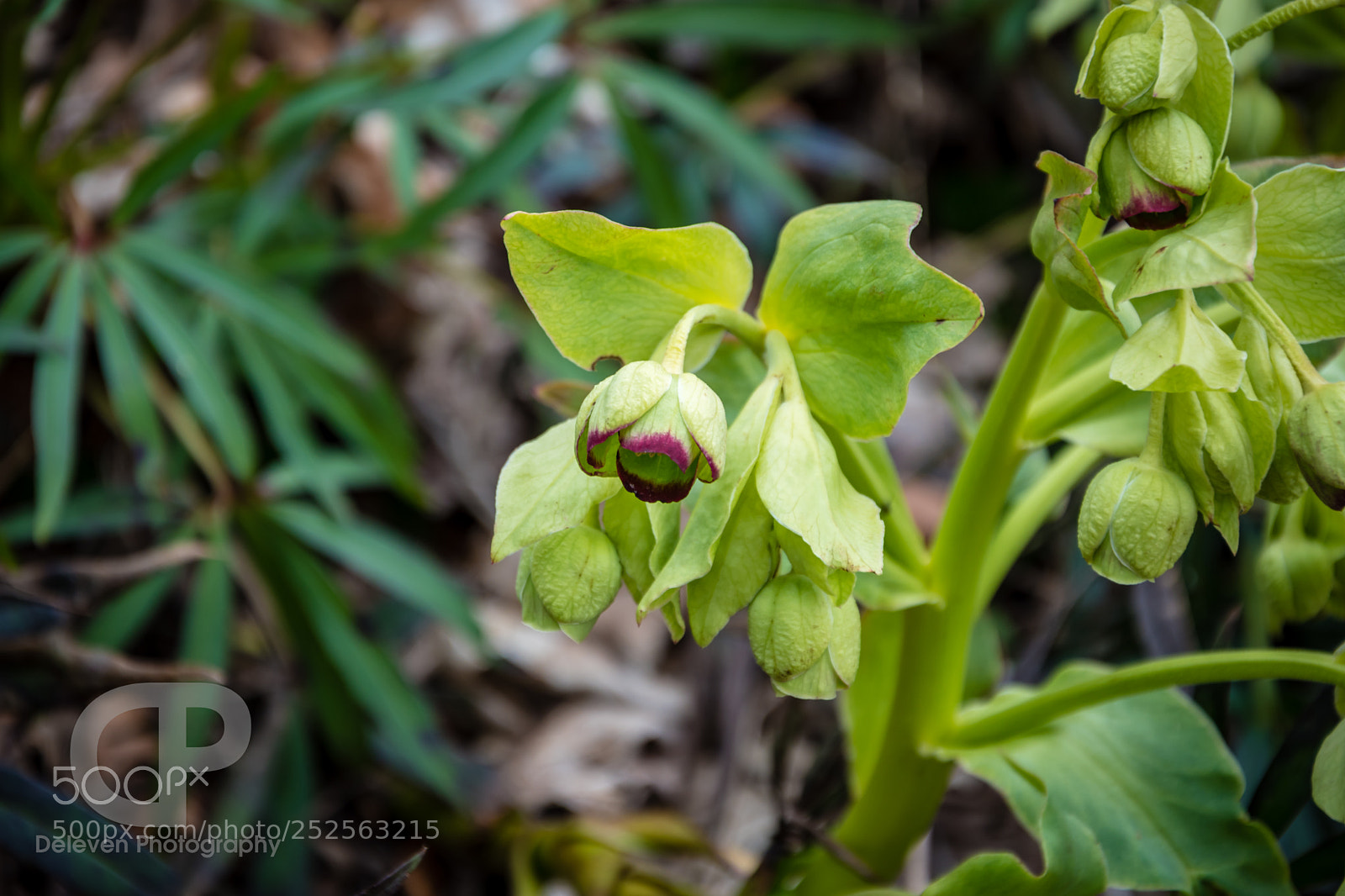 Nikon D5600 sample photo. Wildblume#1 photography