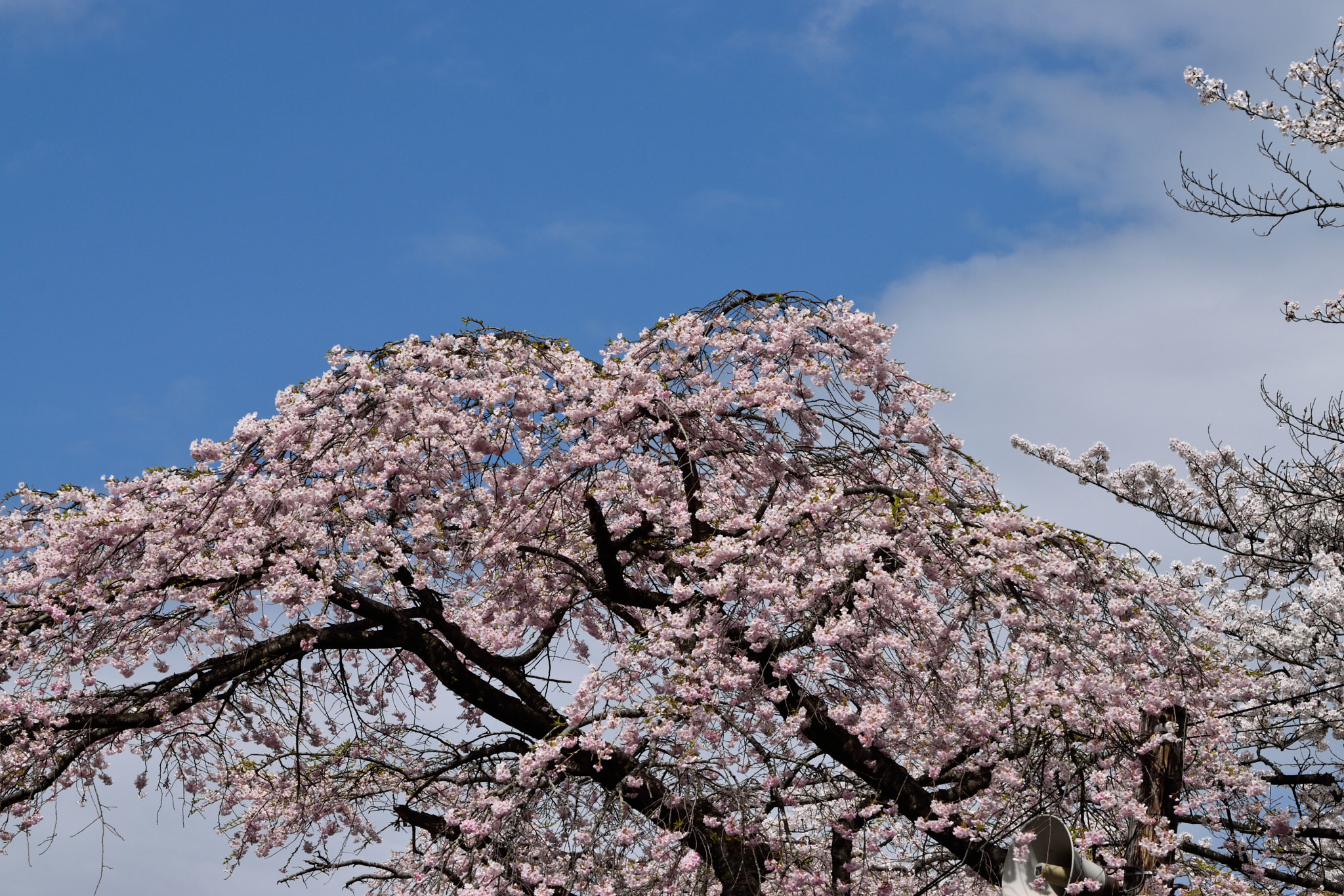 Nikon D3300 + Nikon AF-S Nikkor 70-300mm F4.5-5.6G VR sample photo. Sakura( cherry blossoms) photography