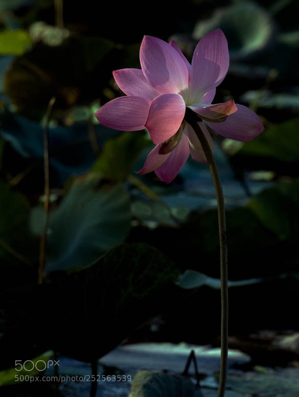 Nikon D80 sample photo. Lotus photography