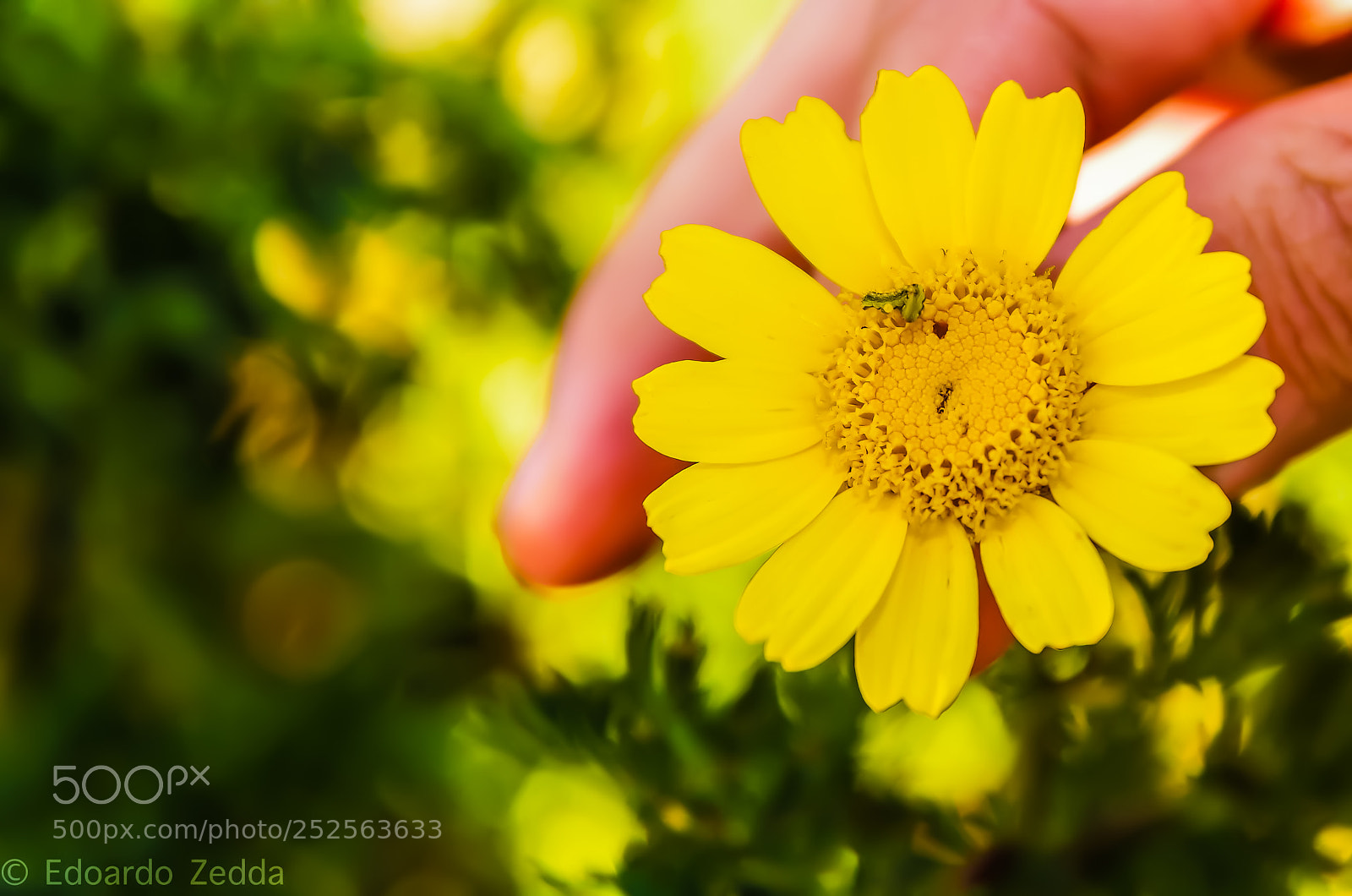 Pentax K-50 sample photo. Yellow home photography