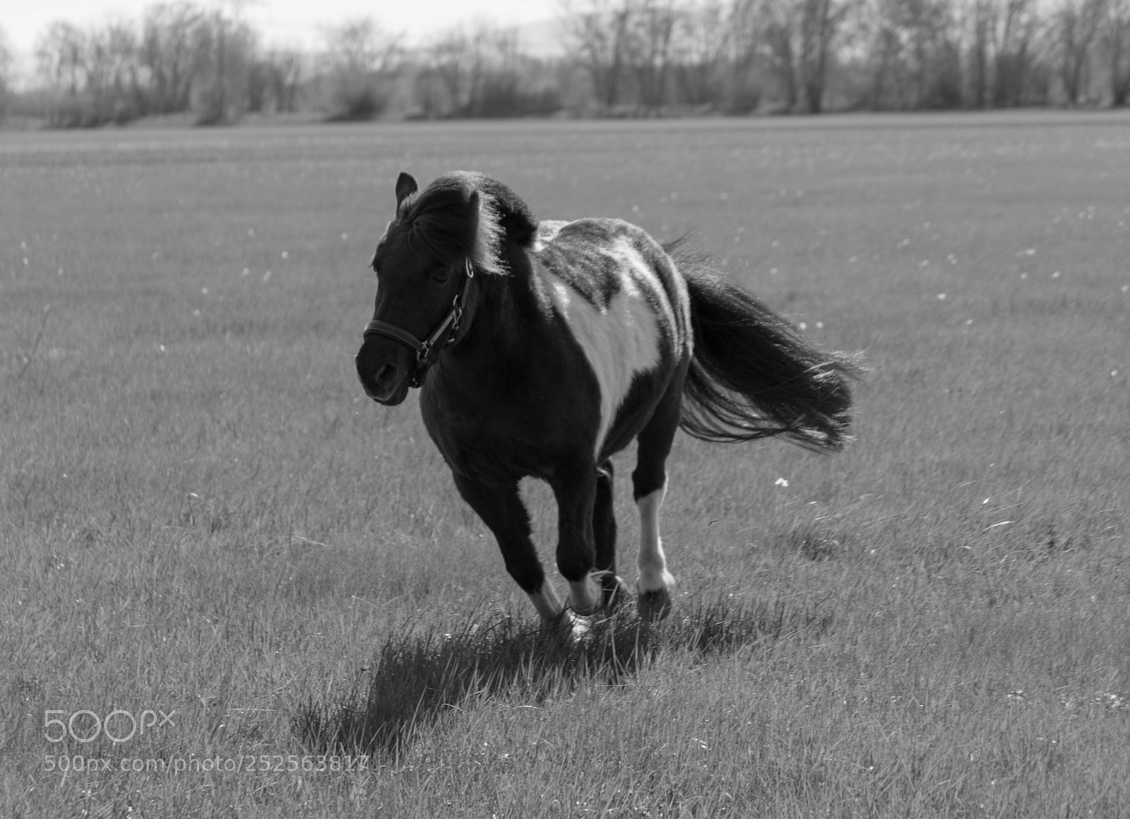 Nikon D5600 sample photo. Poney run photography
