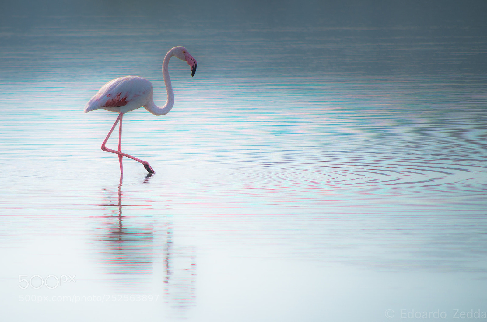 Pentax K-50 sample photo. Flamingo photography
