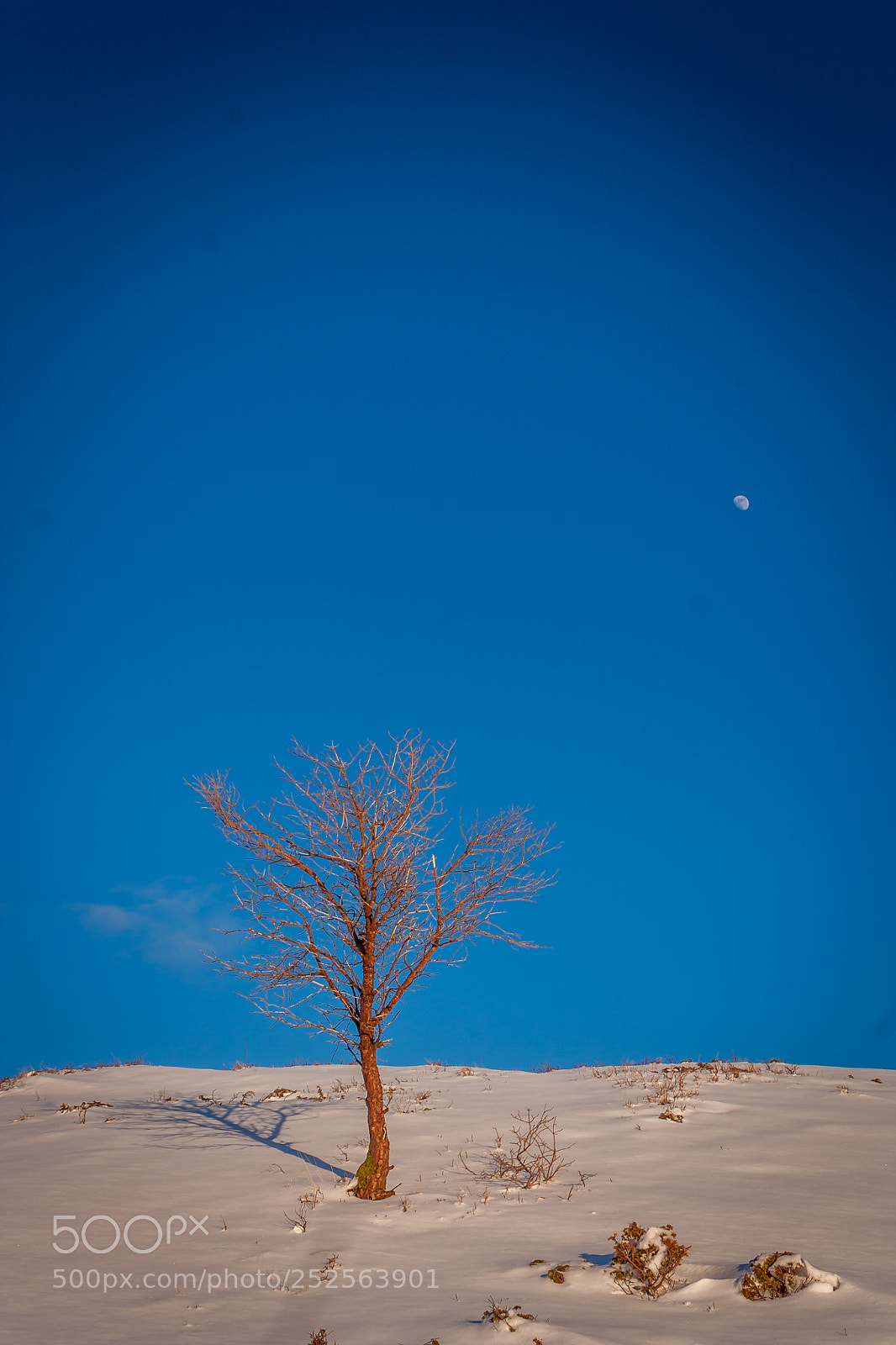 Canon EOS 450D (EOS Rebel XSi / EOS Kiss X2) sample photo. Tree and moon photography
