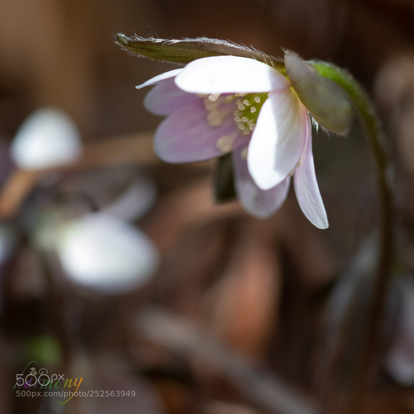 Canon EOS 70D sample photo. Silent flower in the photography