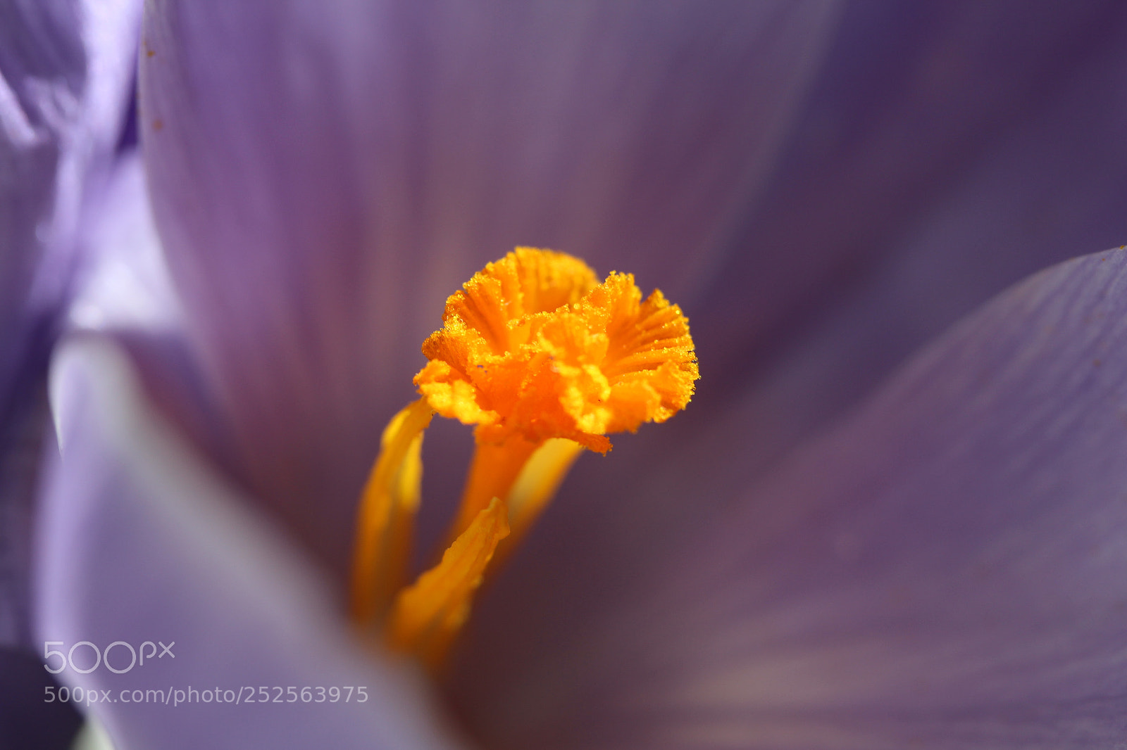 Canon EF-S 60mm F2.8 Macro USM sample photo. Crocus closeup photography