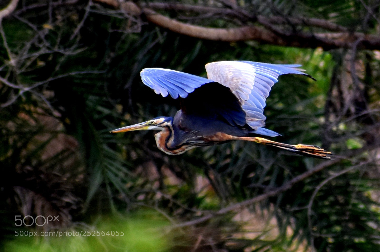 Nikon D7200 sample photo. Purple heron photography