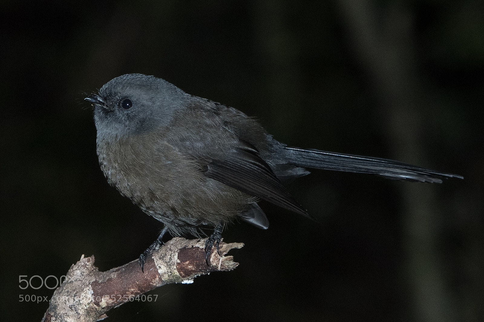 Nikon D500 sample photo. Fantail piwakawaka rhipidura fuliginosa photography