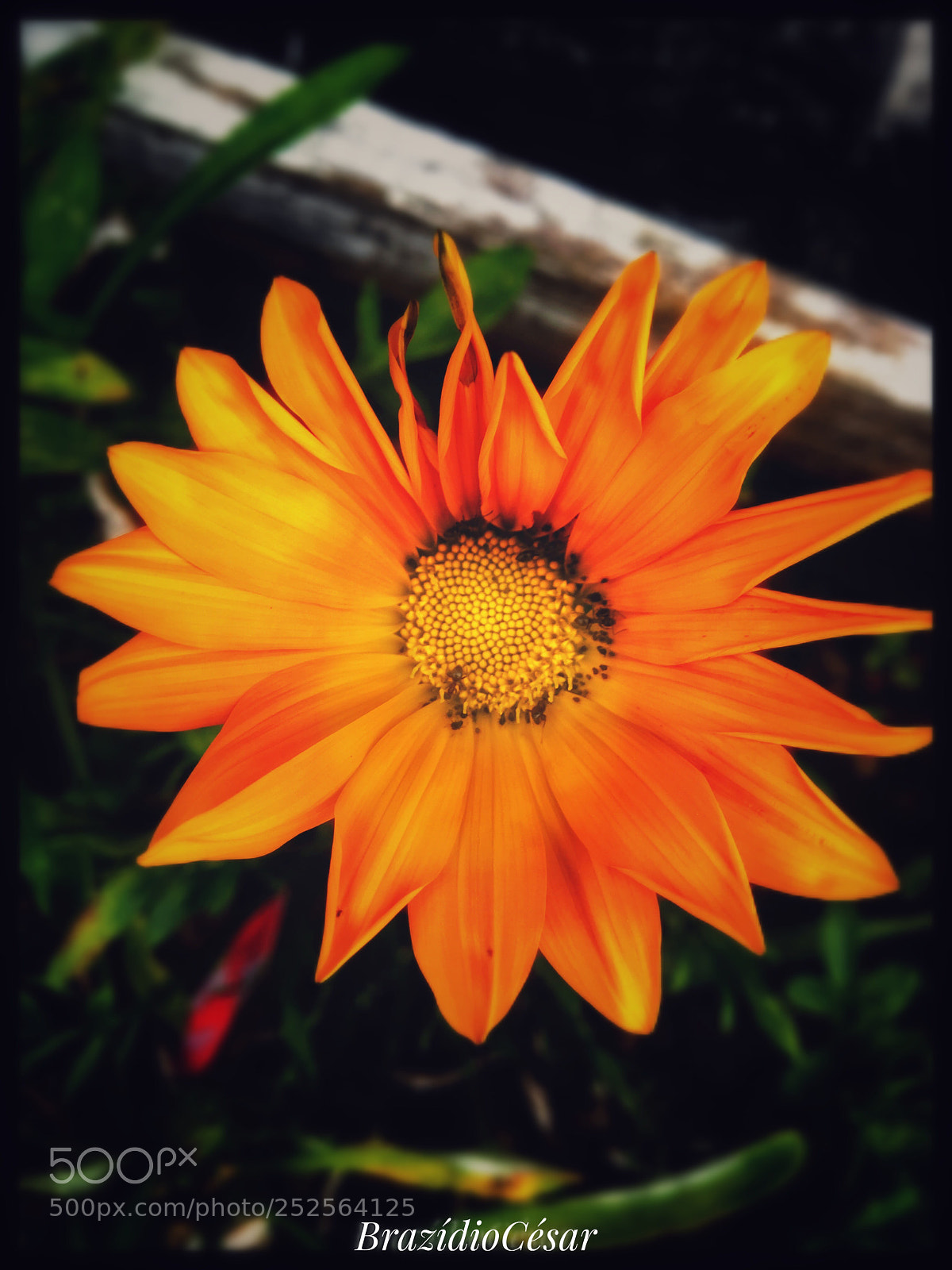 Apple iPhone 6s sample photo. Untitled photography