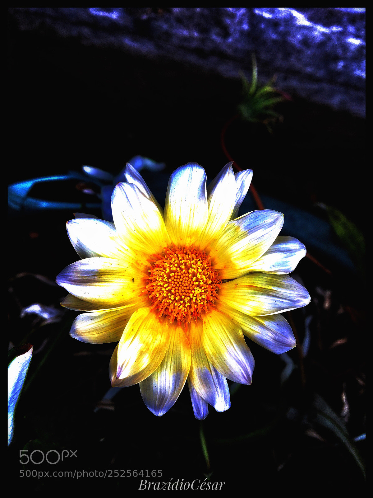 Apple iPhone 6s sample photo. Untitled photography