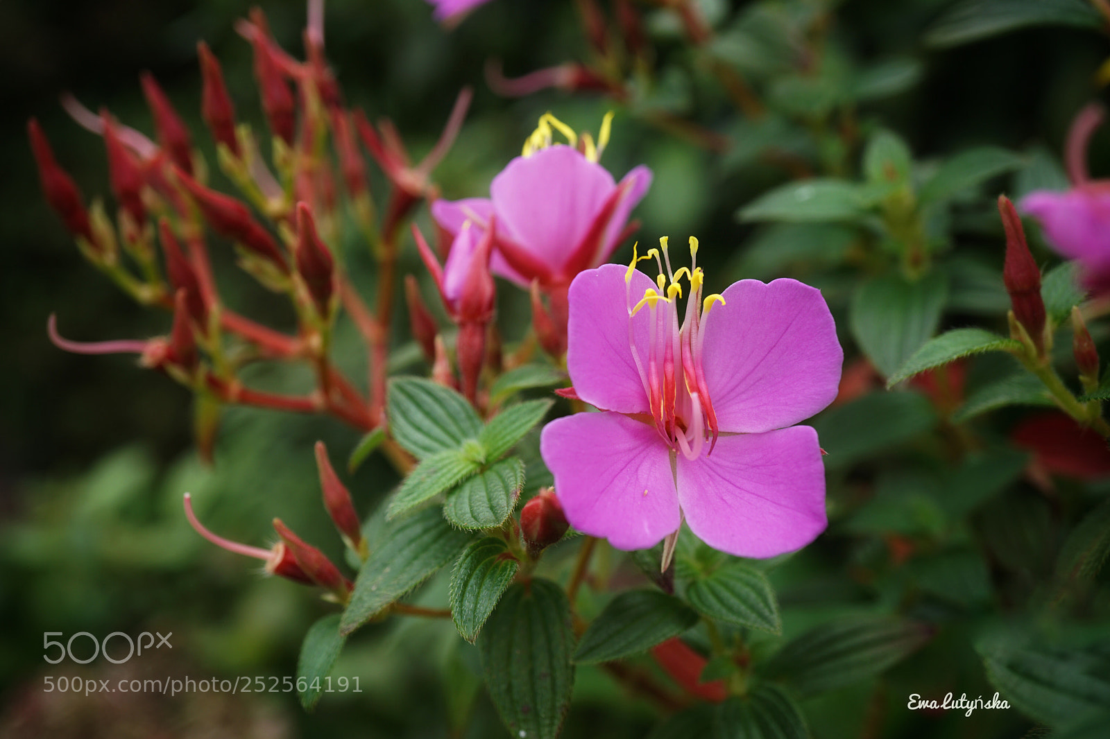 Sony a6000 sample photo. Princess flower photography