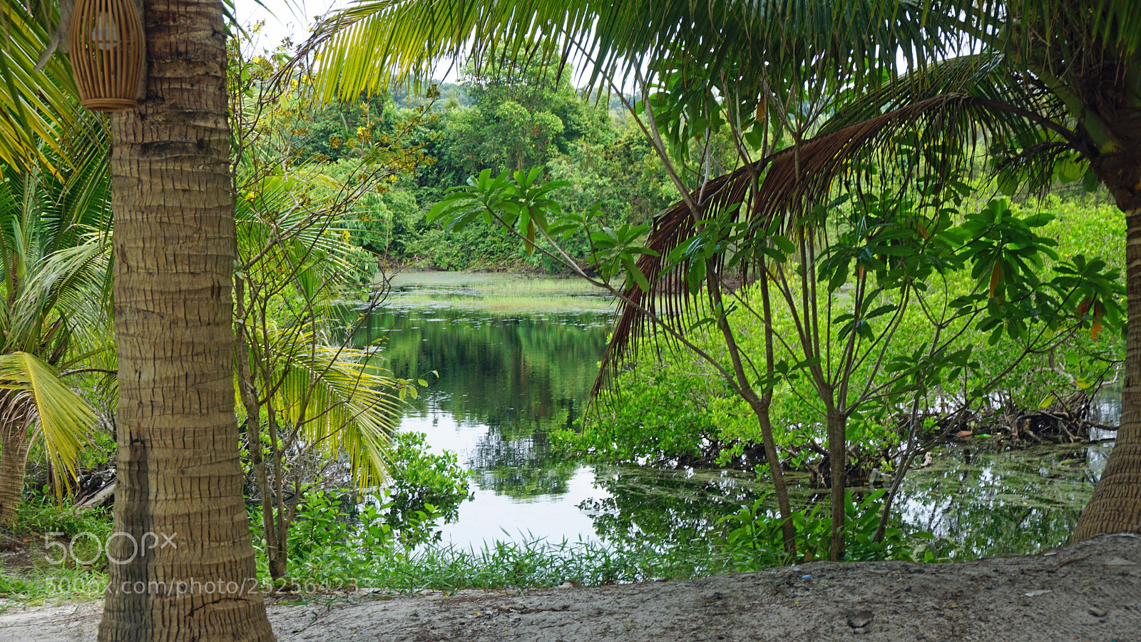 Sony a6000 sample photo. Tropical green pond photography