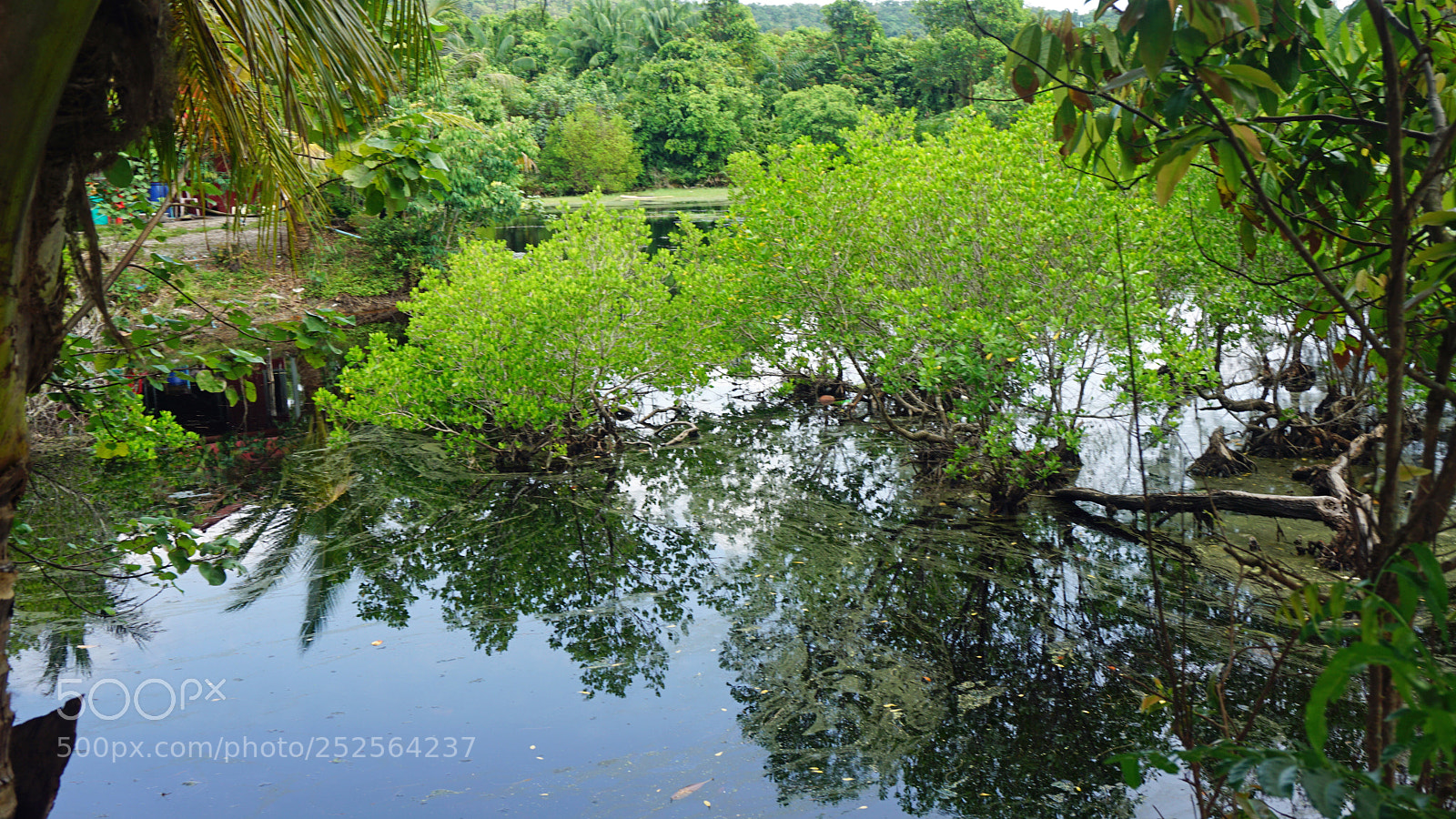 Sony a6000 sample photo. Tropical green pond photography