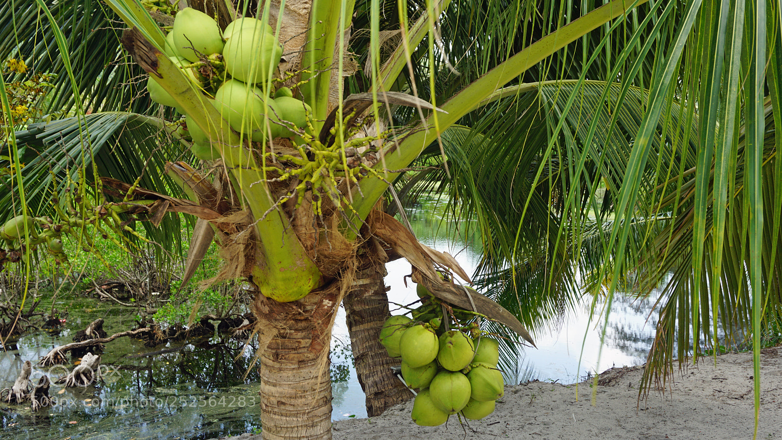 Sony a6000 sample photo. Tropical green pond photography