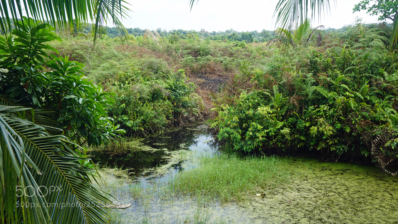 Sony a6000 sample photo. Tropical green pond photography