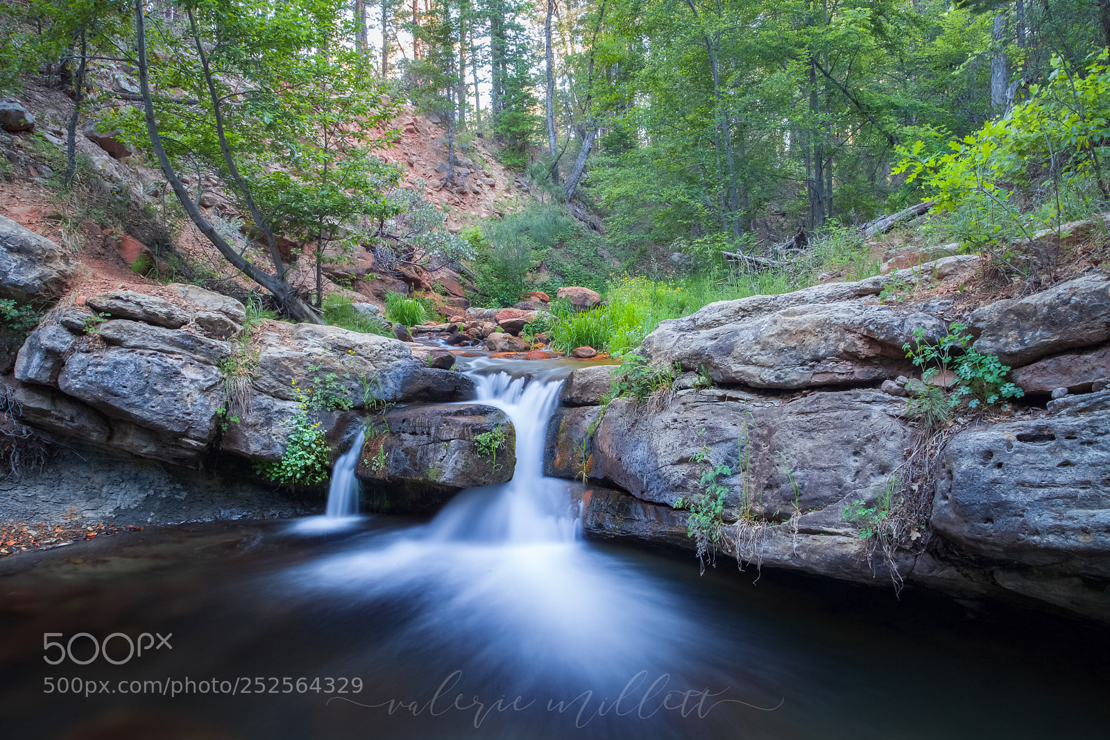 Canon EOS 5D Mark II sample photo. Sonoran spring photography