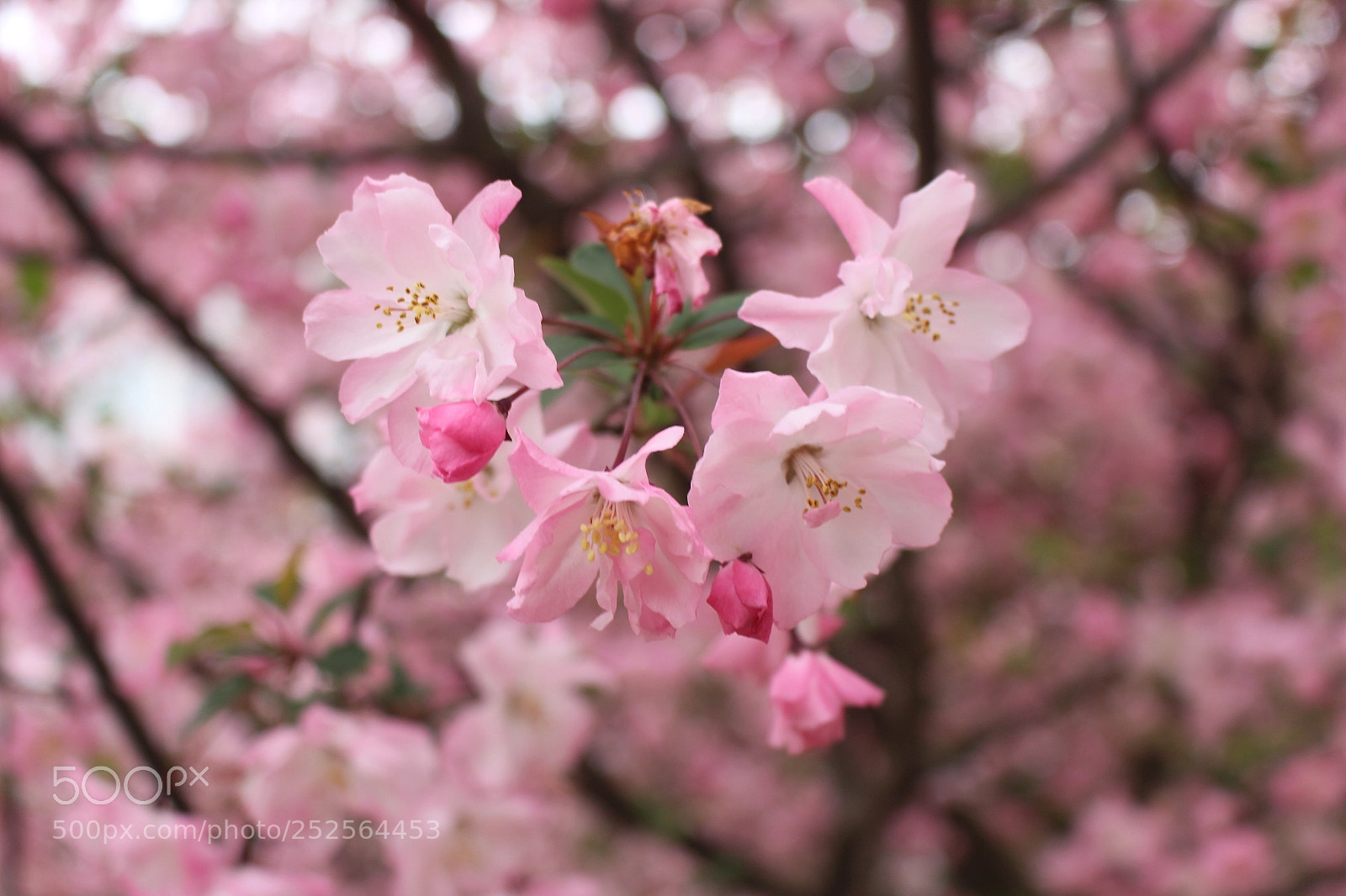 Canon EOS 700D (EOS Rebel T5i / EOS Kiss X7i) sample photo. Flower photography