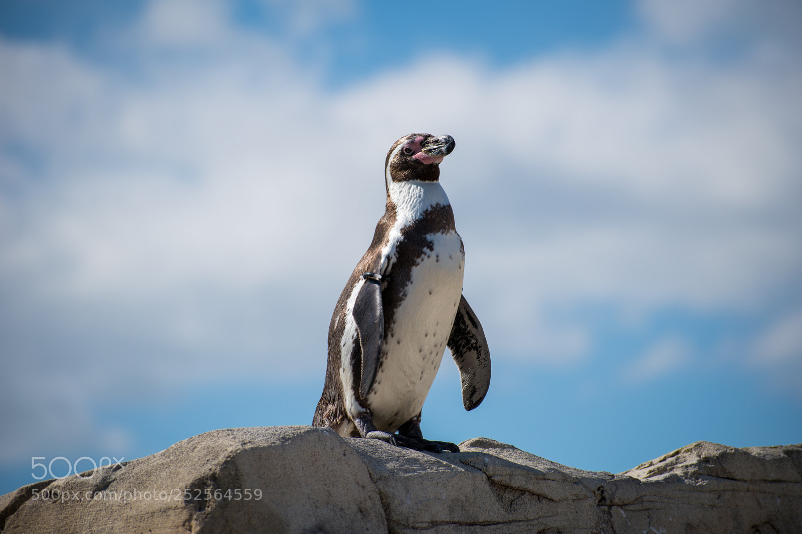 Nikon D5600 sample photo. Penguin in the sky photography