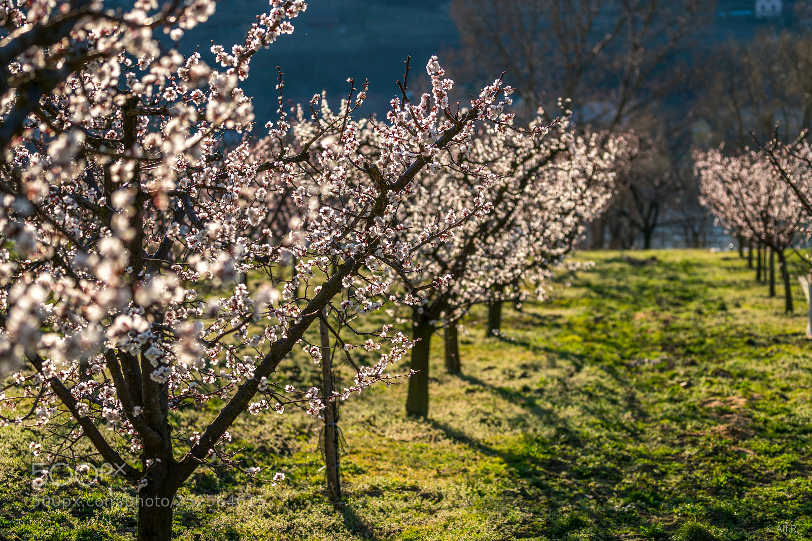 Sony a7R II sample photo. This is the wachau photography